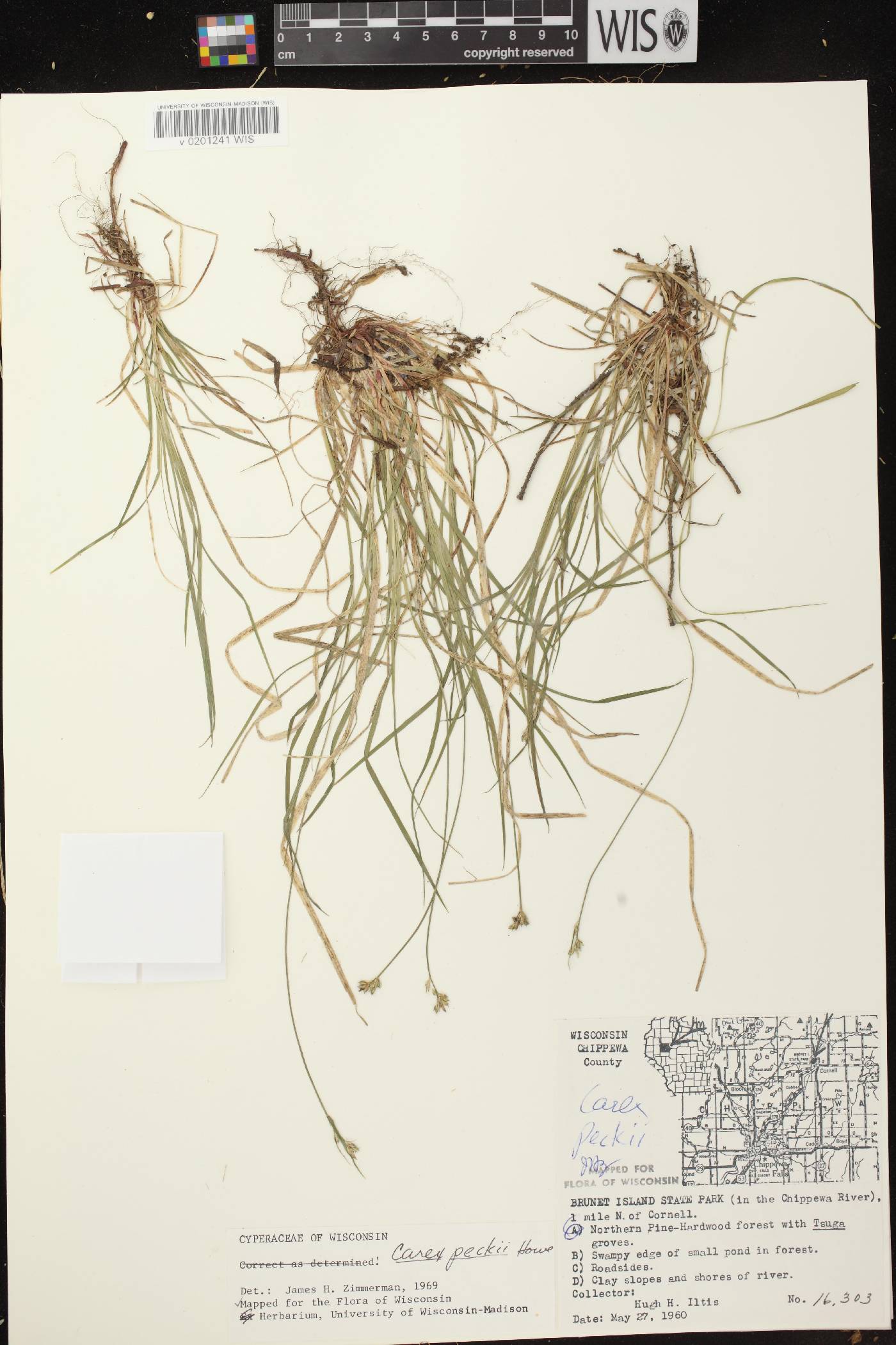 Carex peckii image