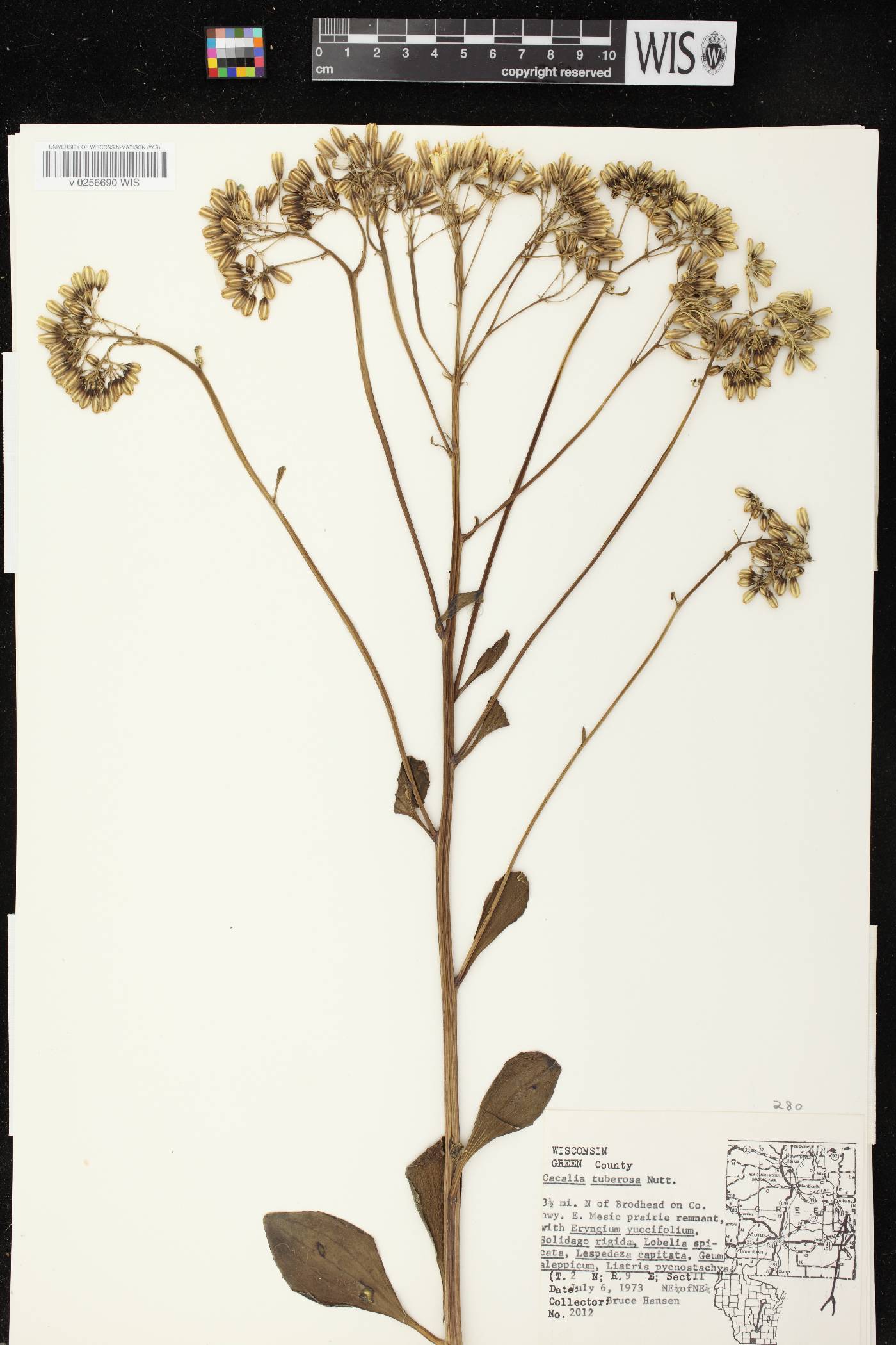 Arnoglossum plantagineum image