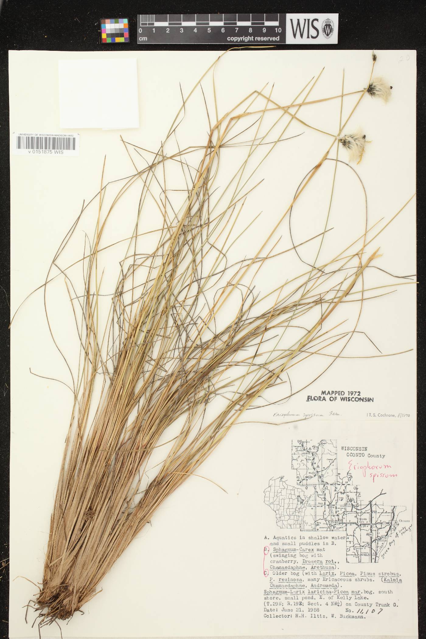 Eriophorum vaginatum image