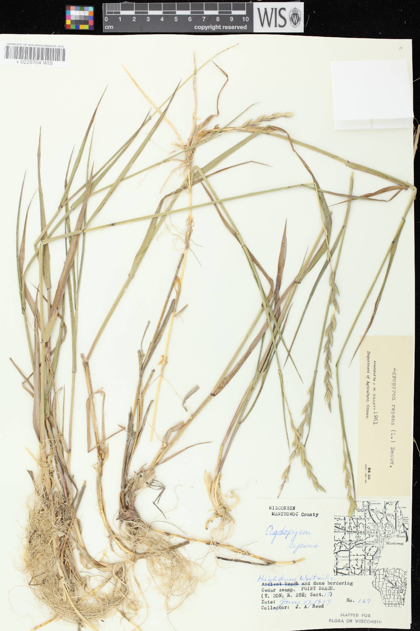 Elymus repens image