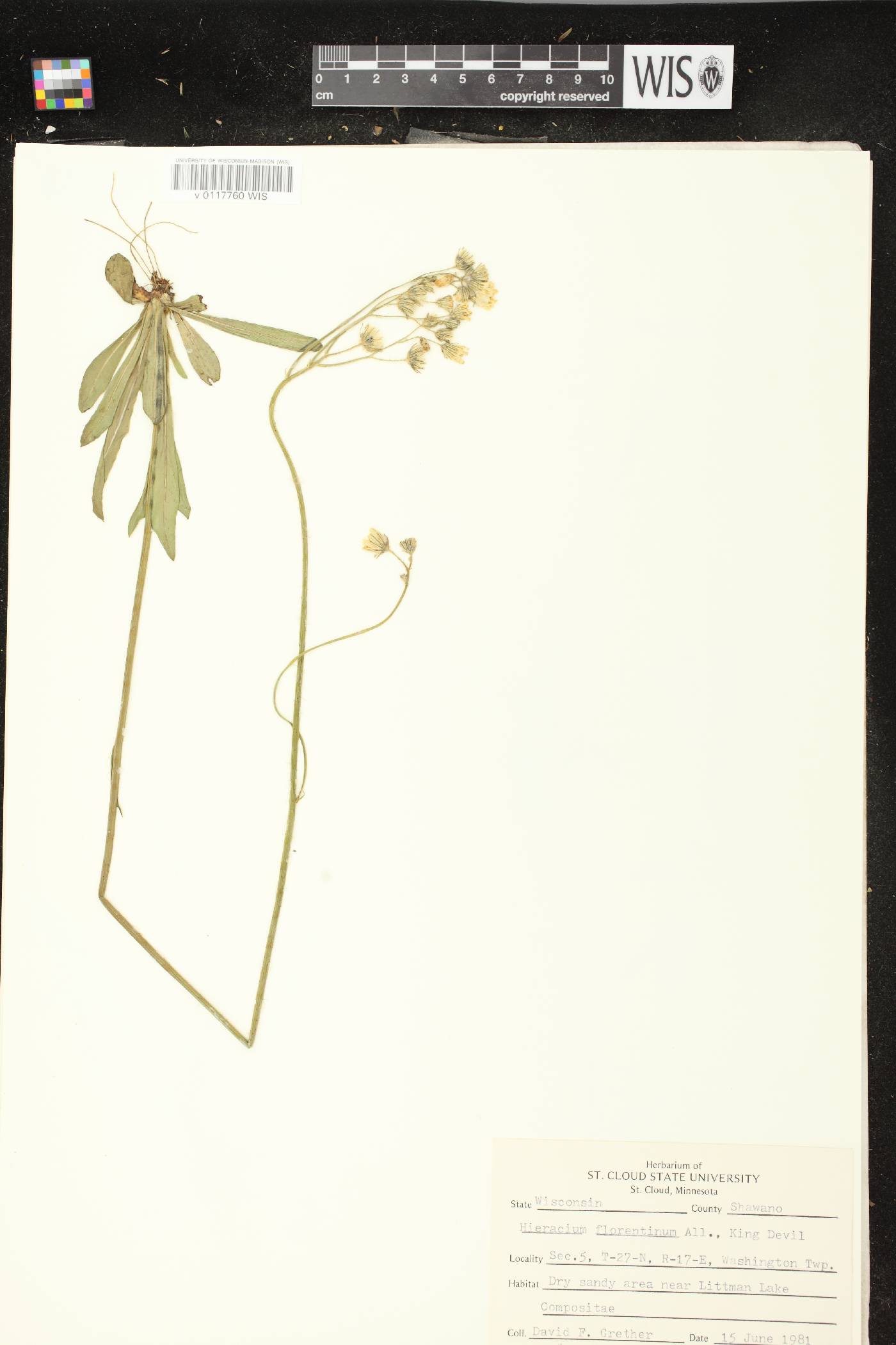Hieracium piloselloides image