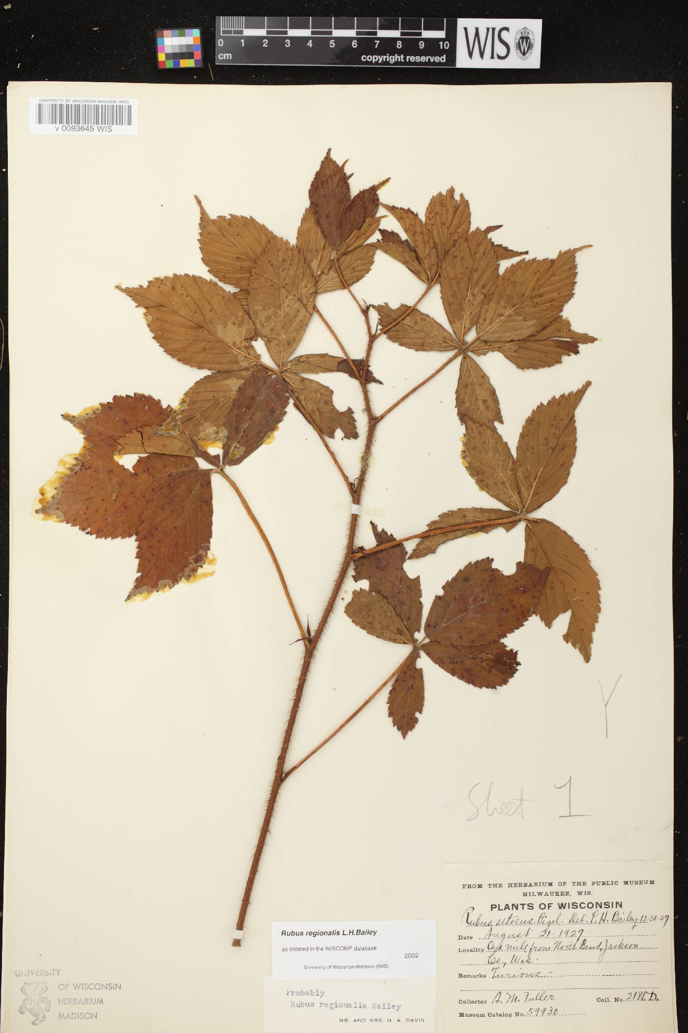 Rubus setosus image