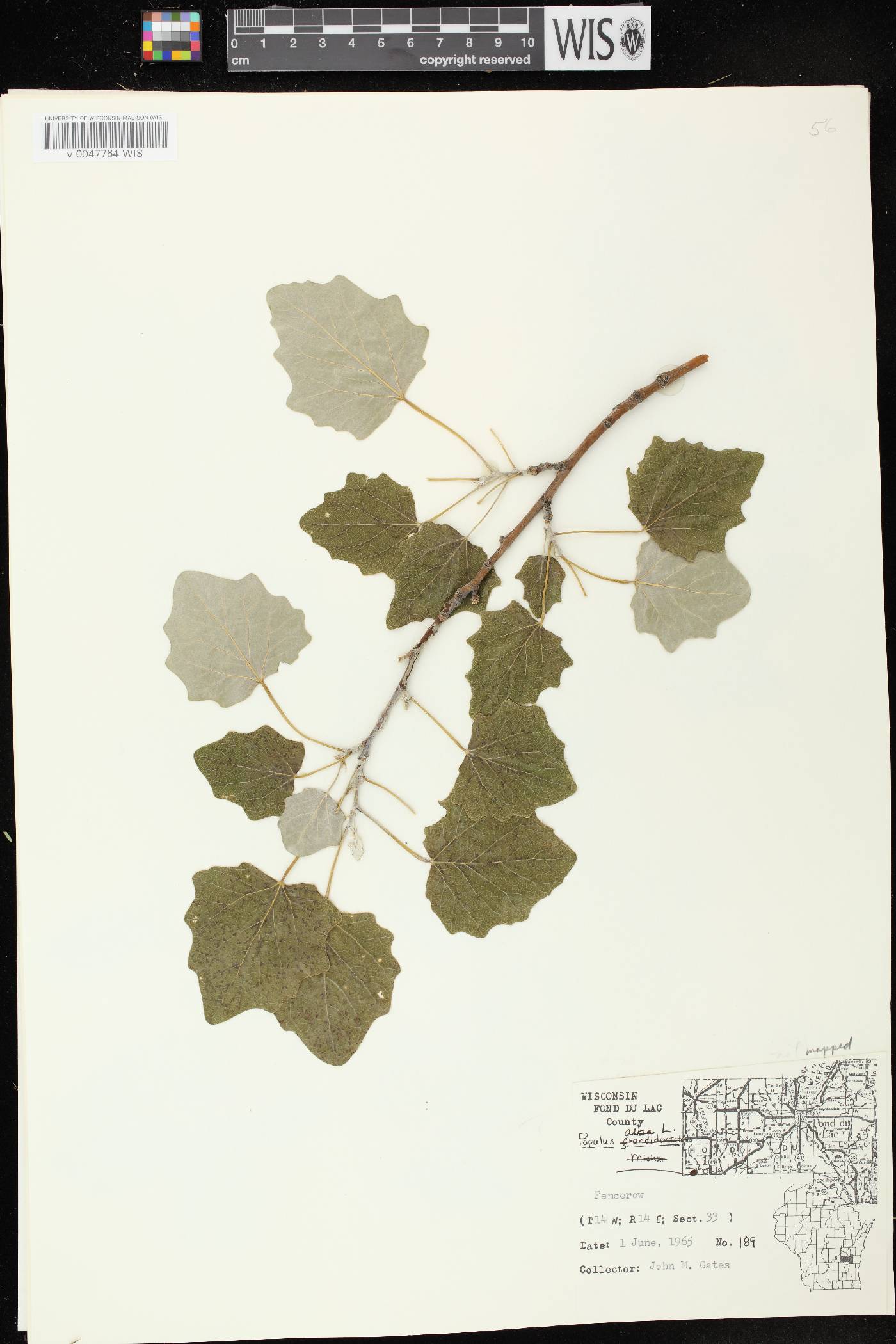 Populus alba image