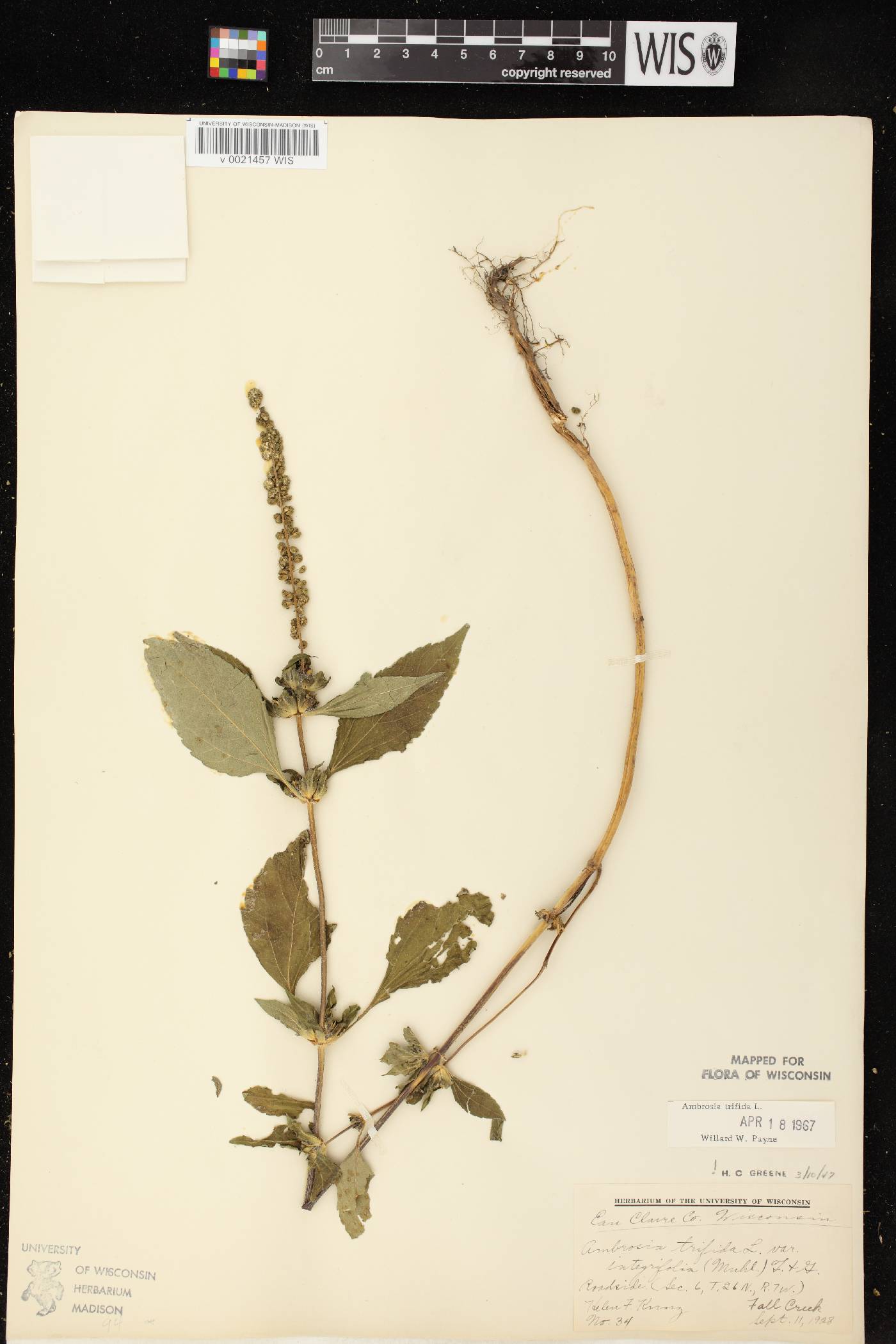 Ambrosia trifida image