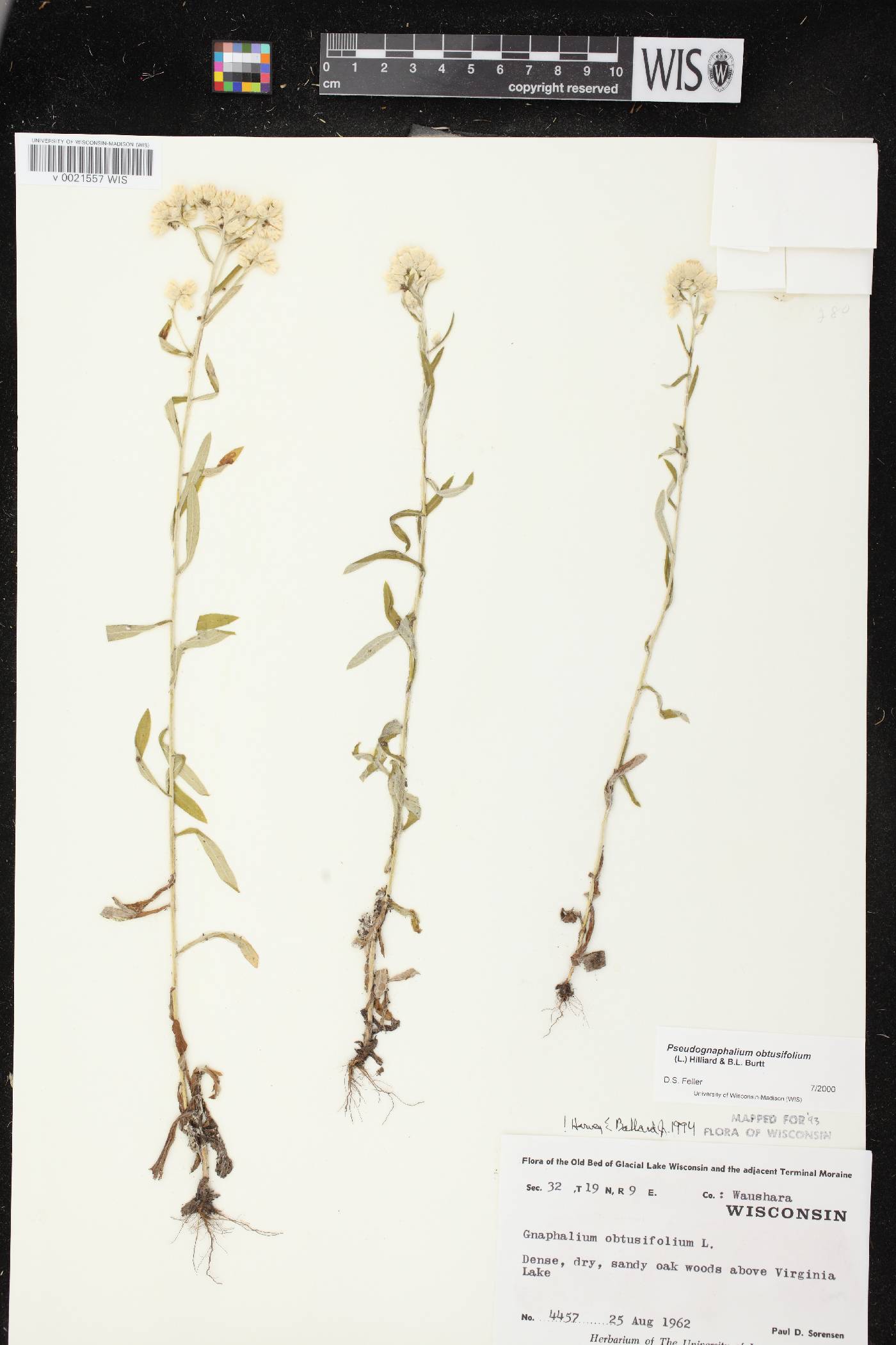Pseudognaphalium obtusifolium image