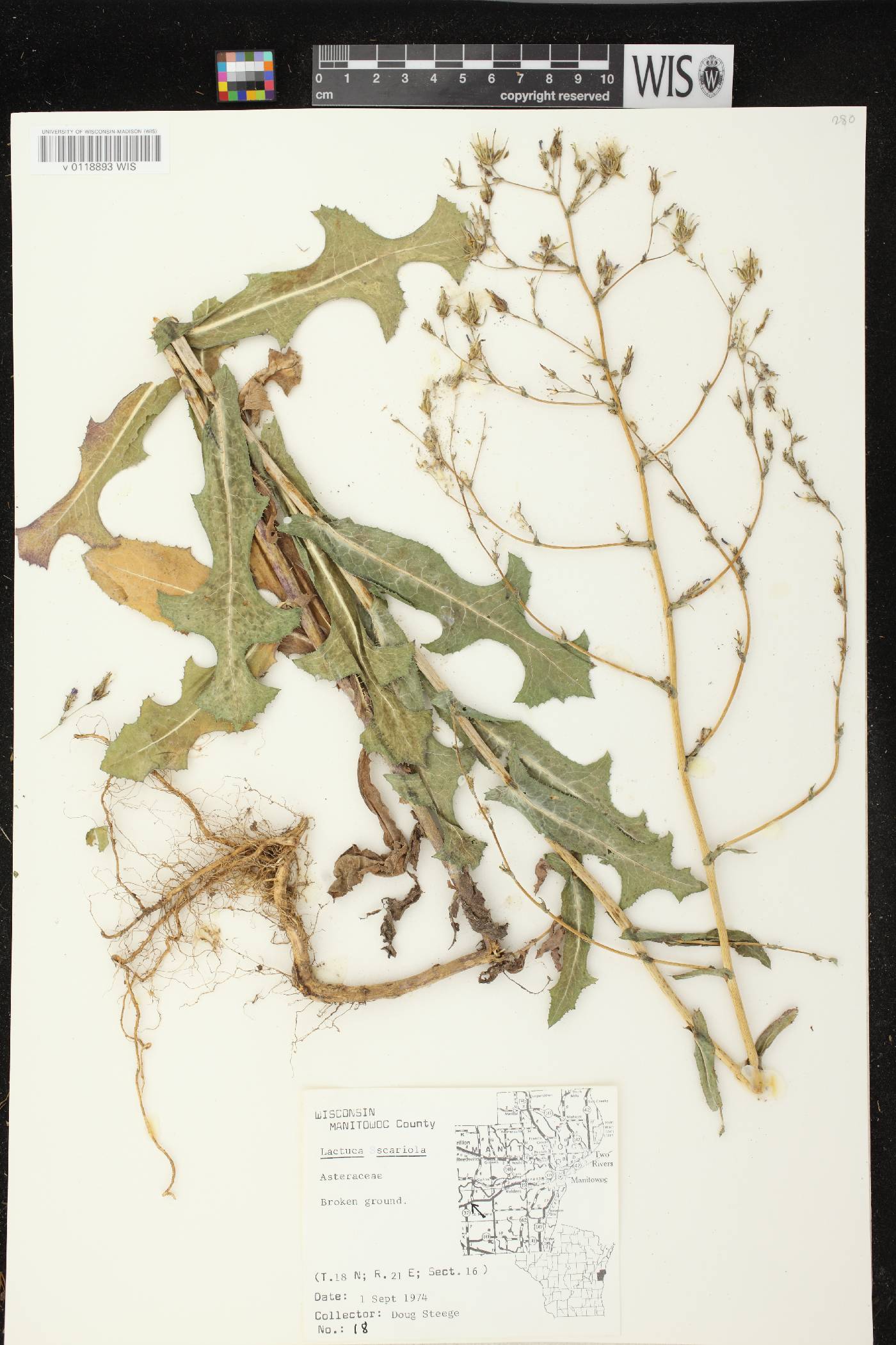 Lactuca serriola image