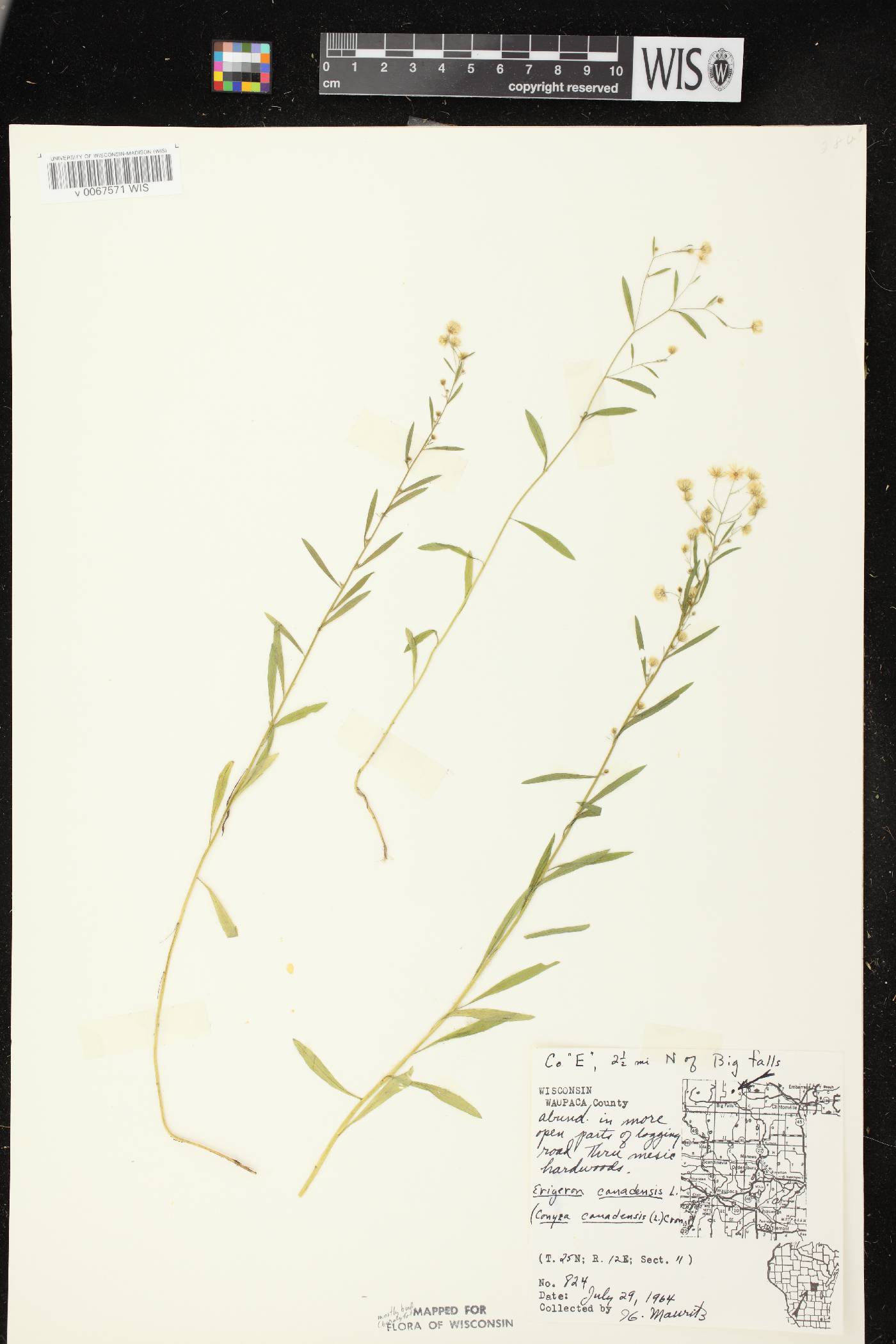 Conyza canadensis image