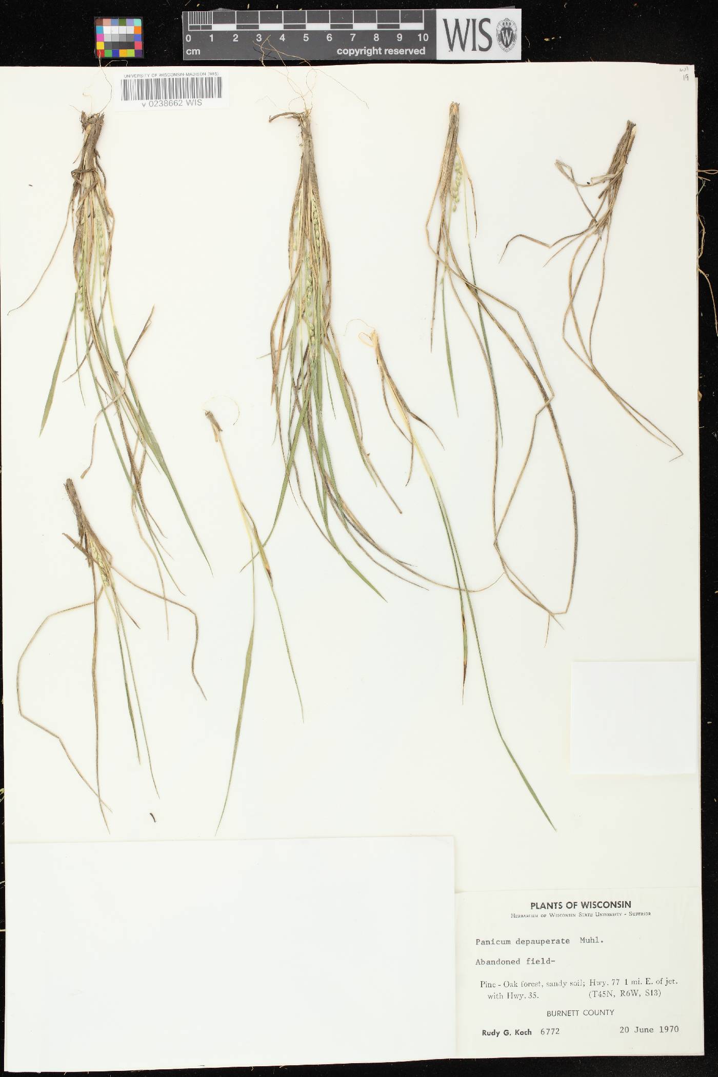 Panicum dichotomiflorum subsp. dichotomiflorum image