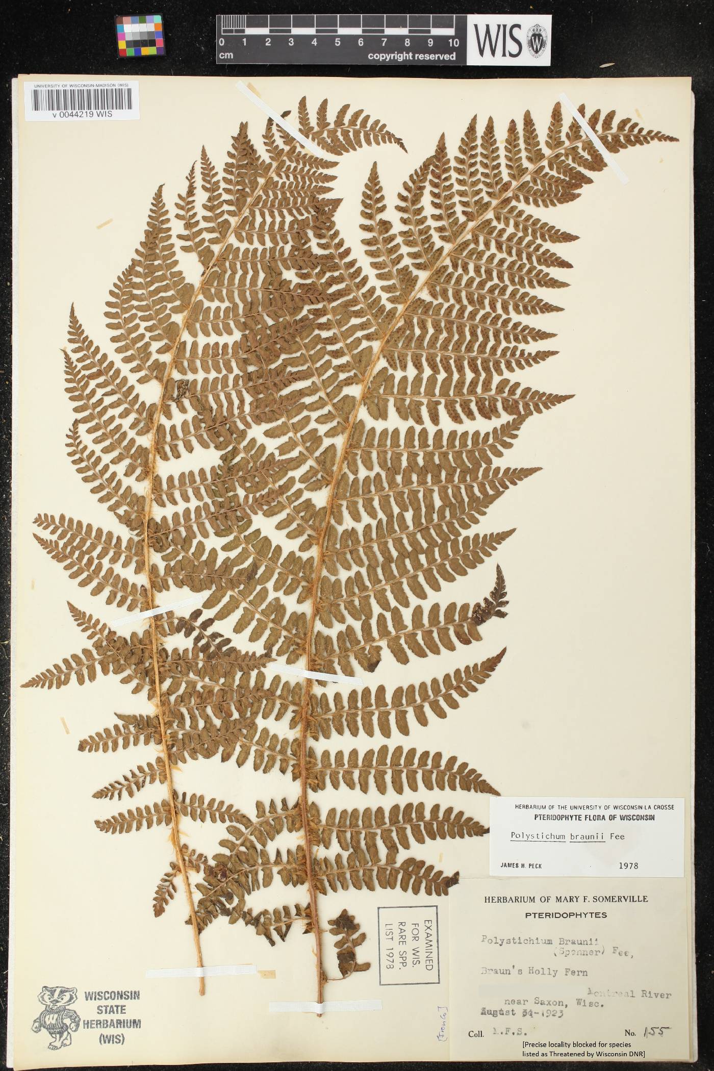 Polystichum braunii image