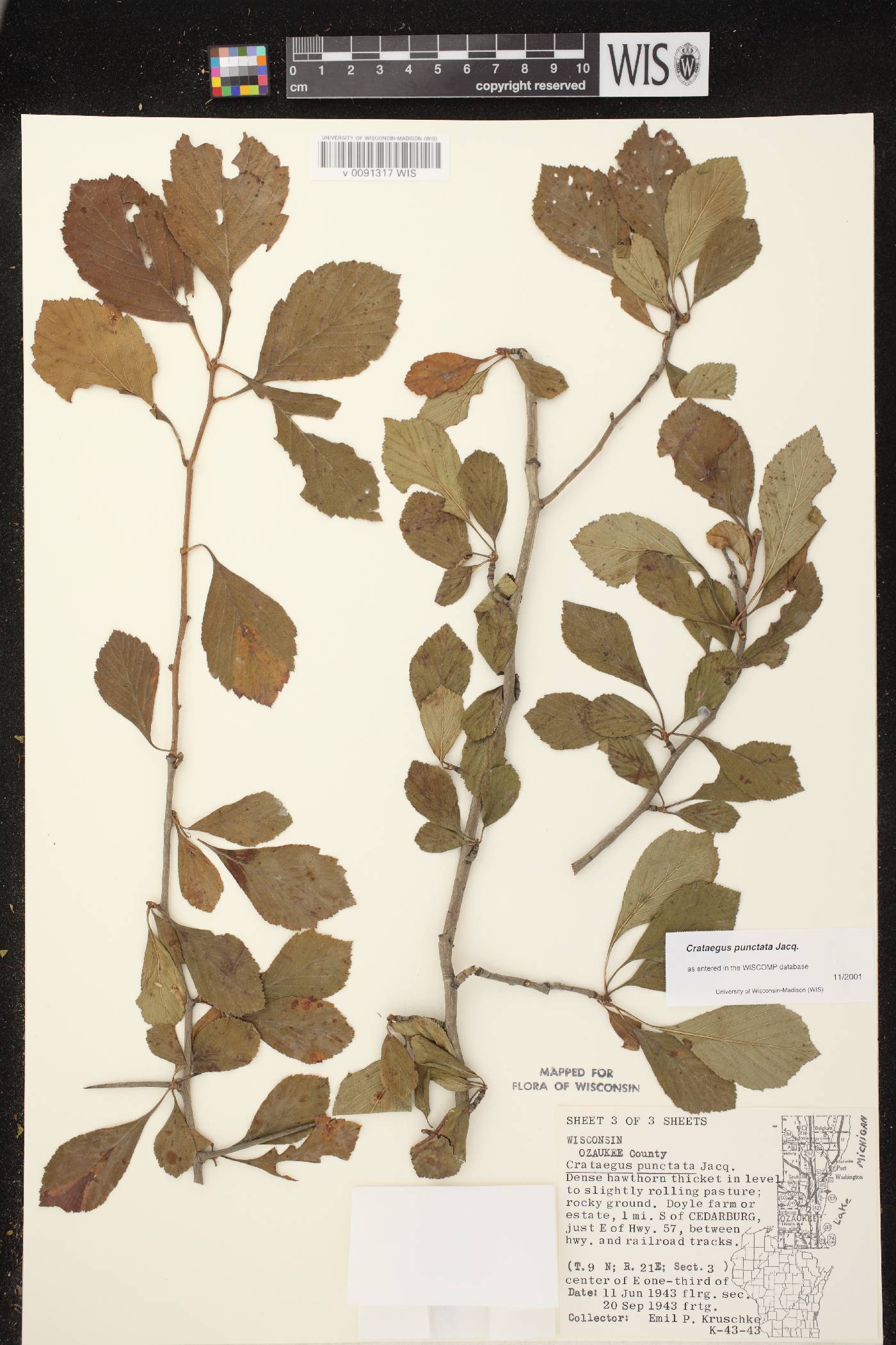 Crataegus punctata image