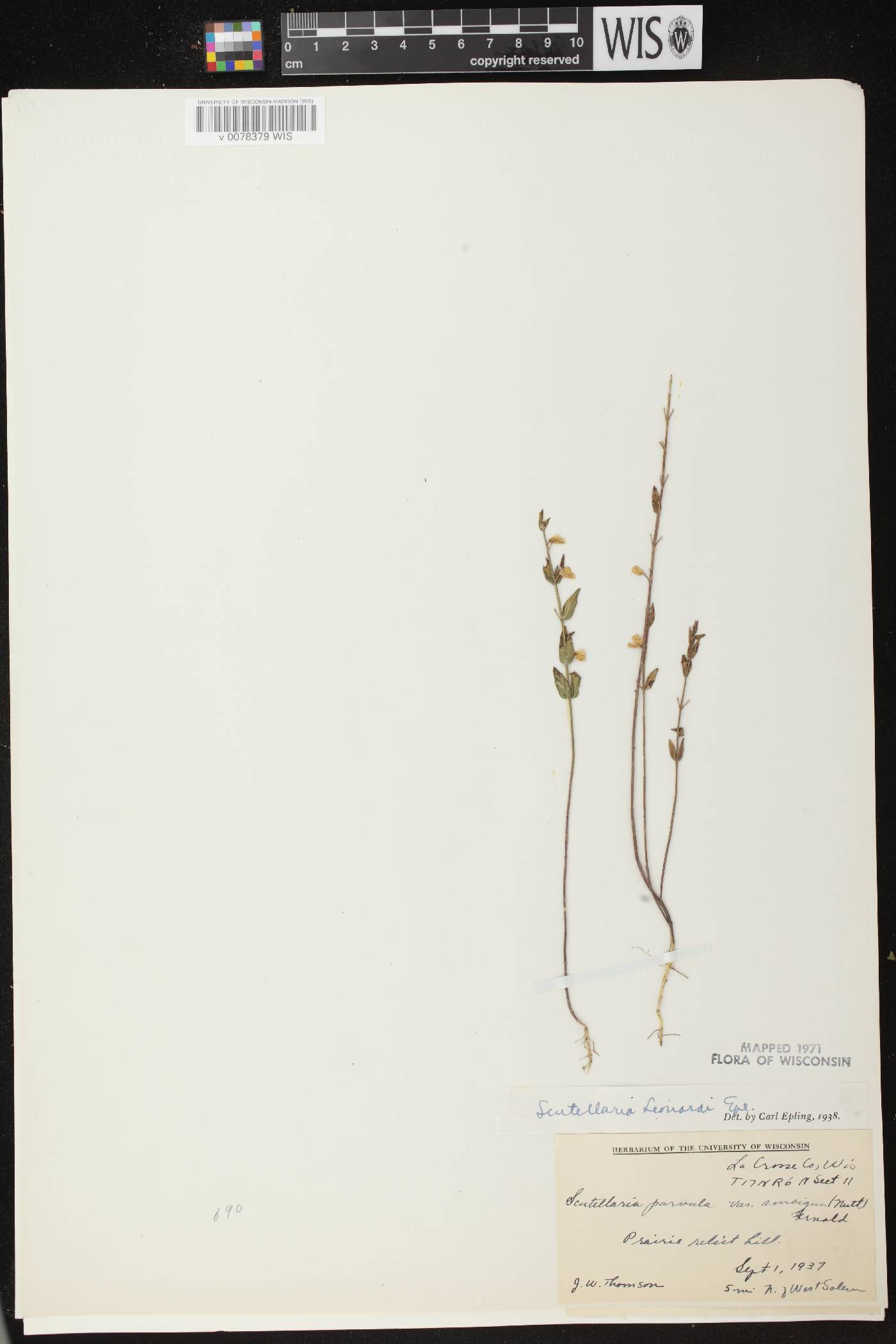 Scutellaria parvula var. missouriensis image