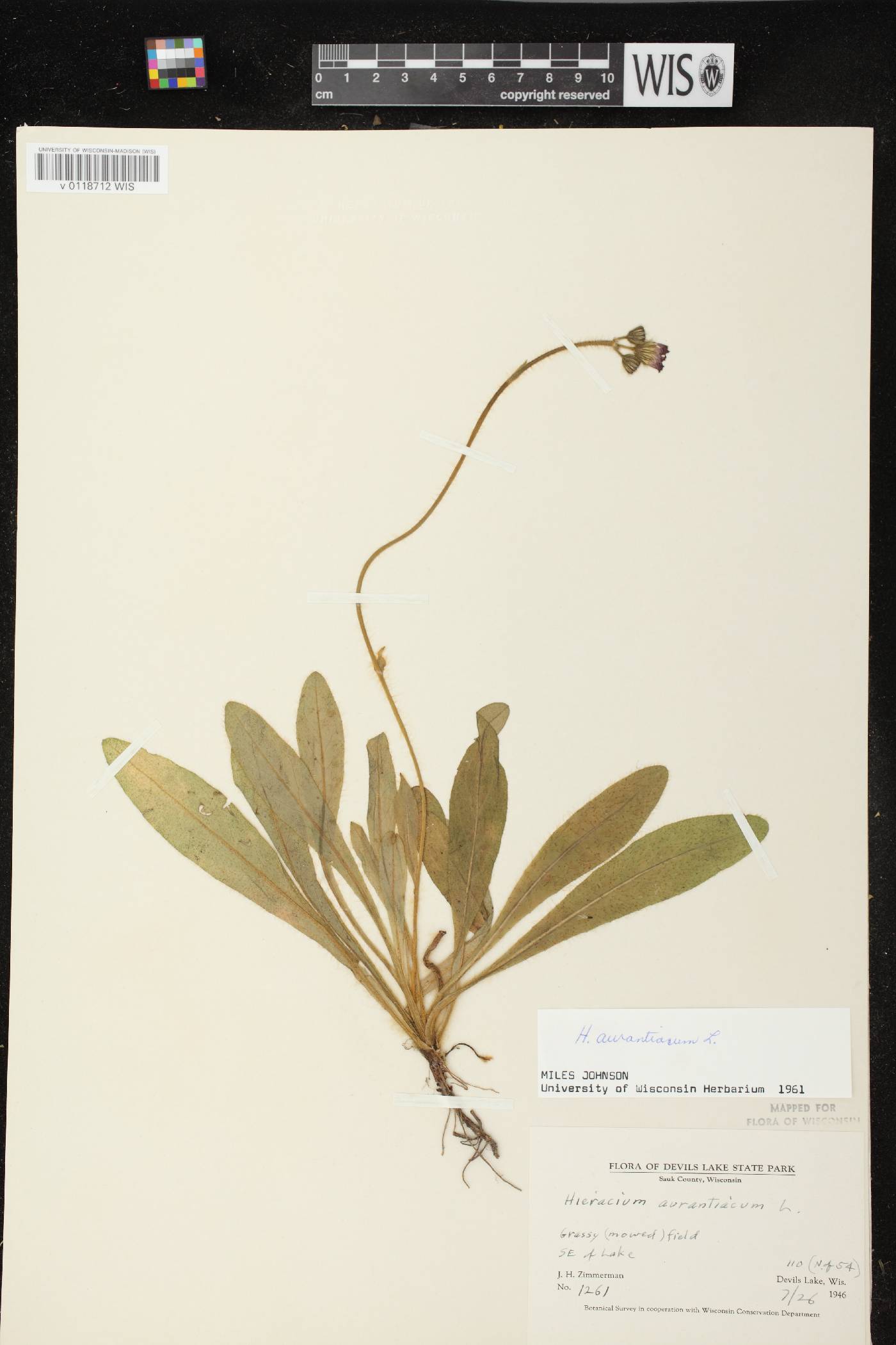 Hieracium aurantiacum image