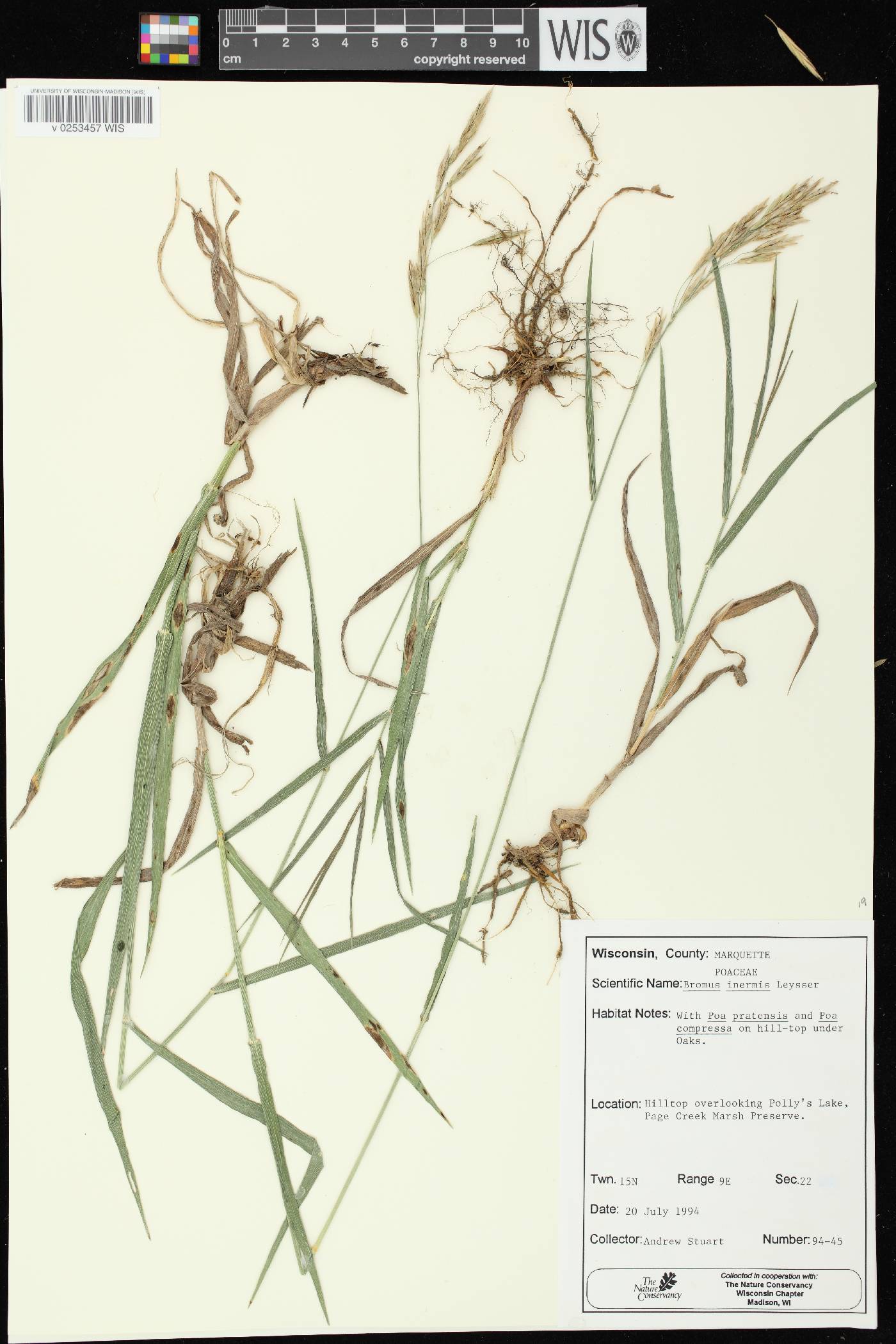 Bromus inermis image