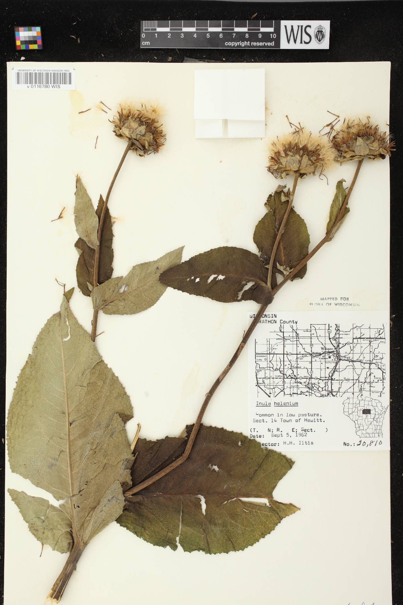 Inula helenium image