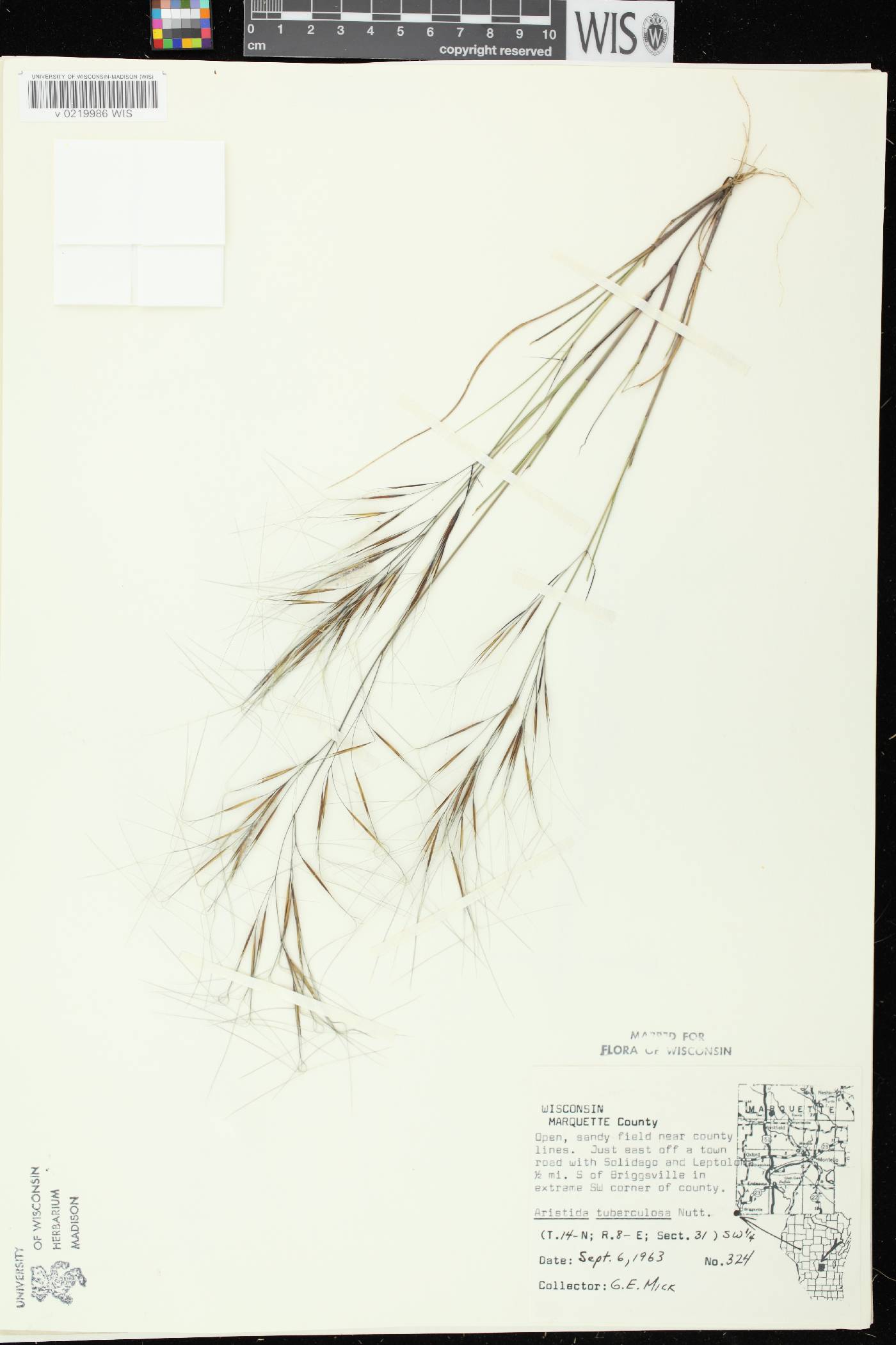 Aristida tuberculosa image