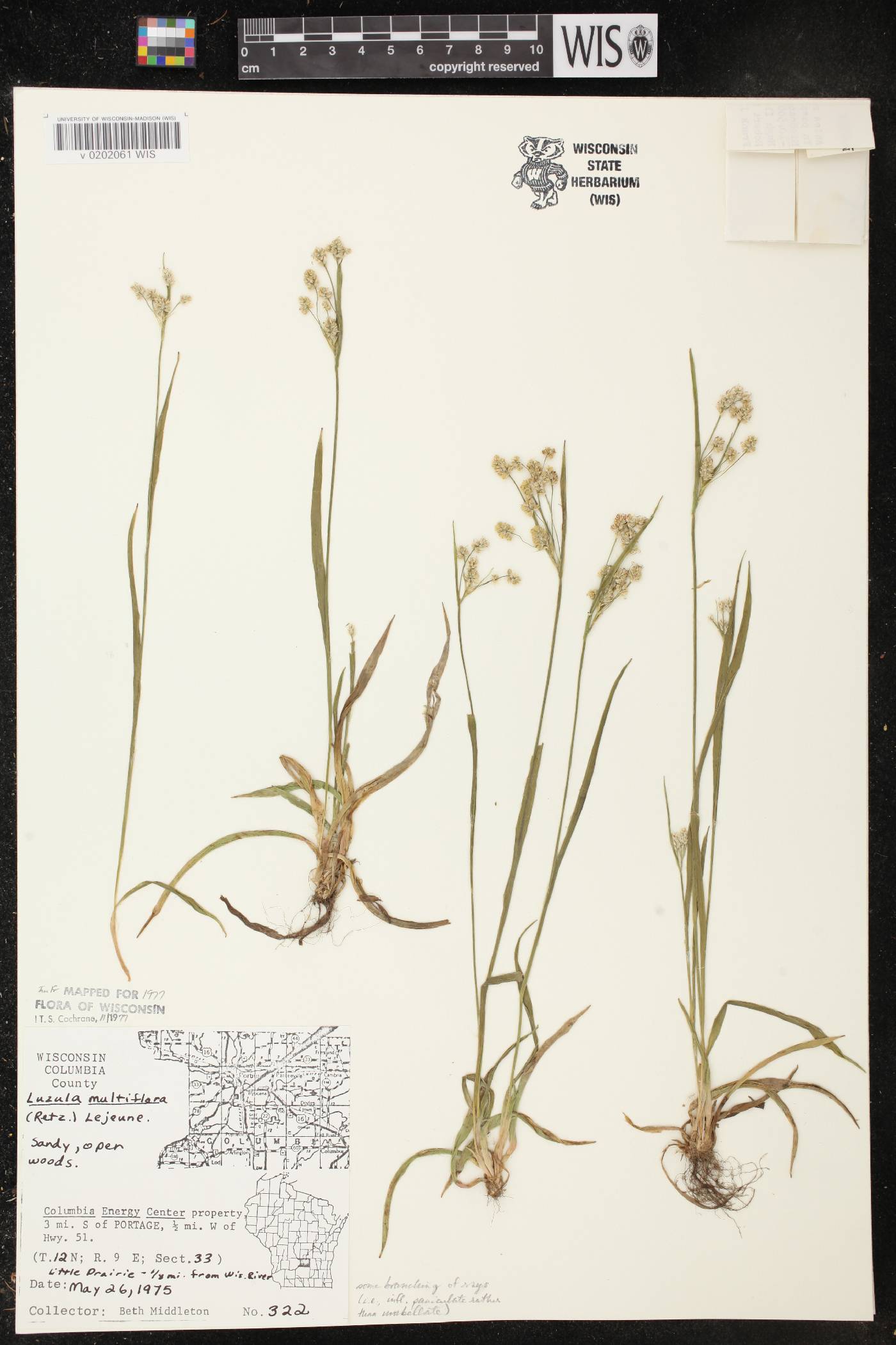 Luzula multiflora image