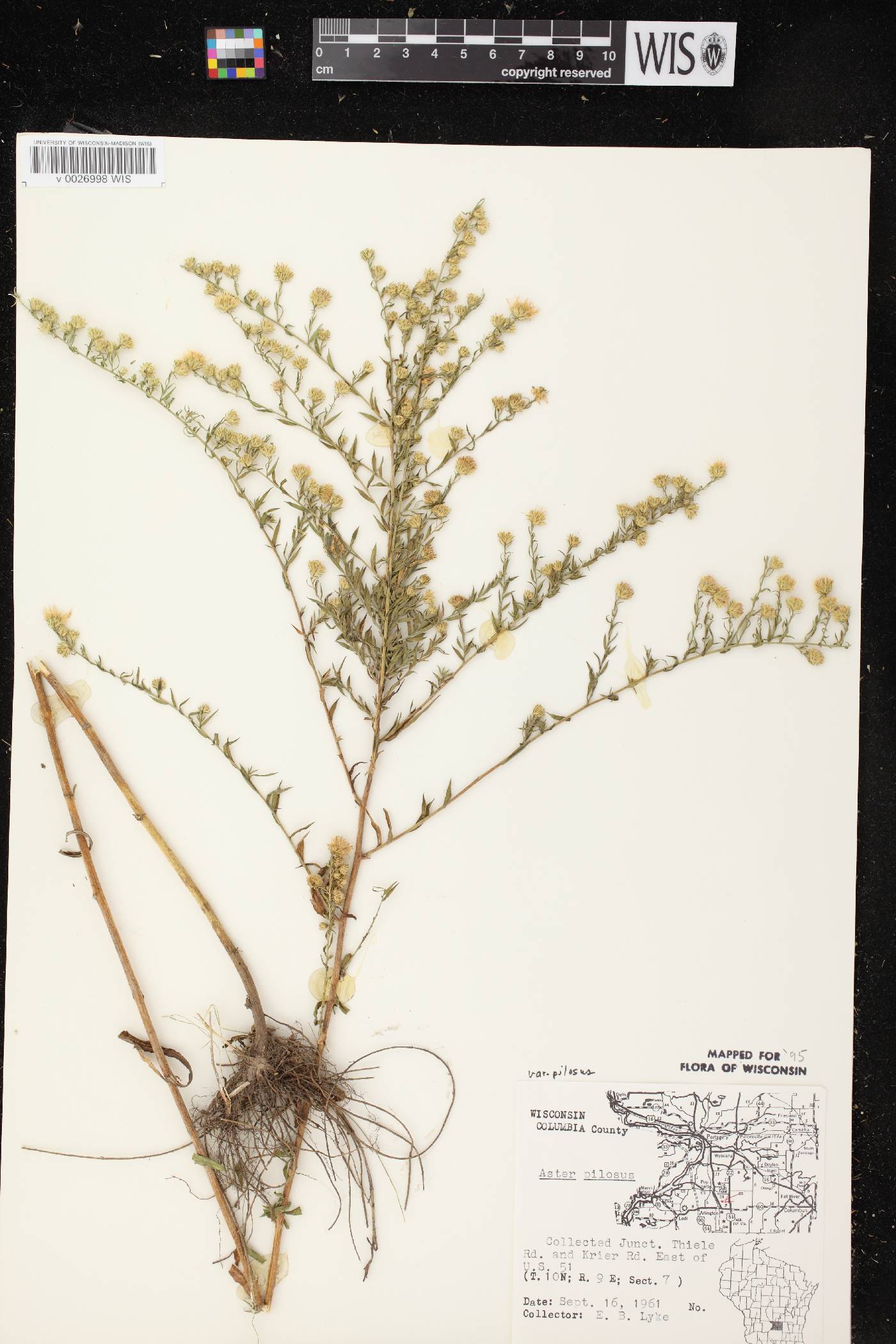 Symphyotrichum pilosum image