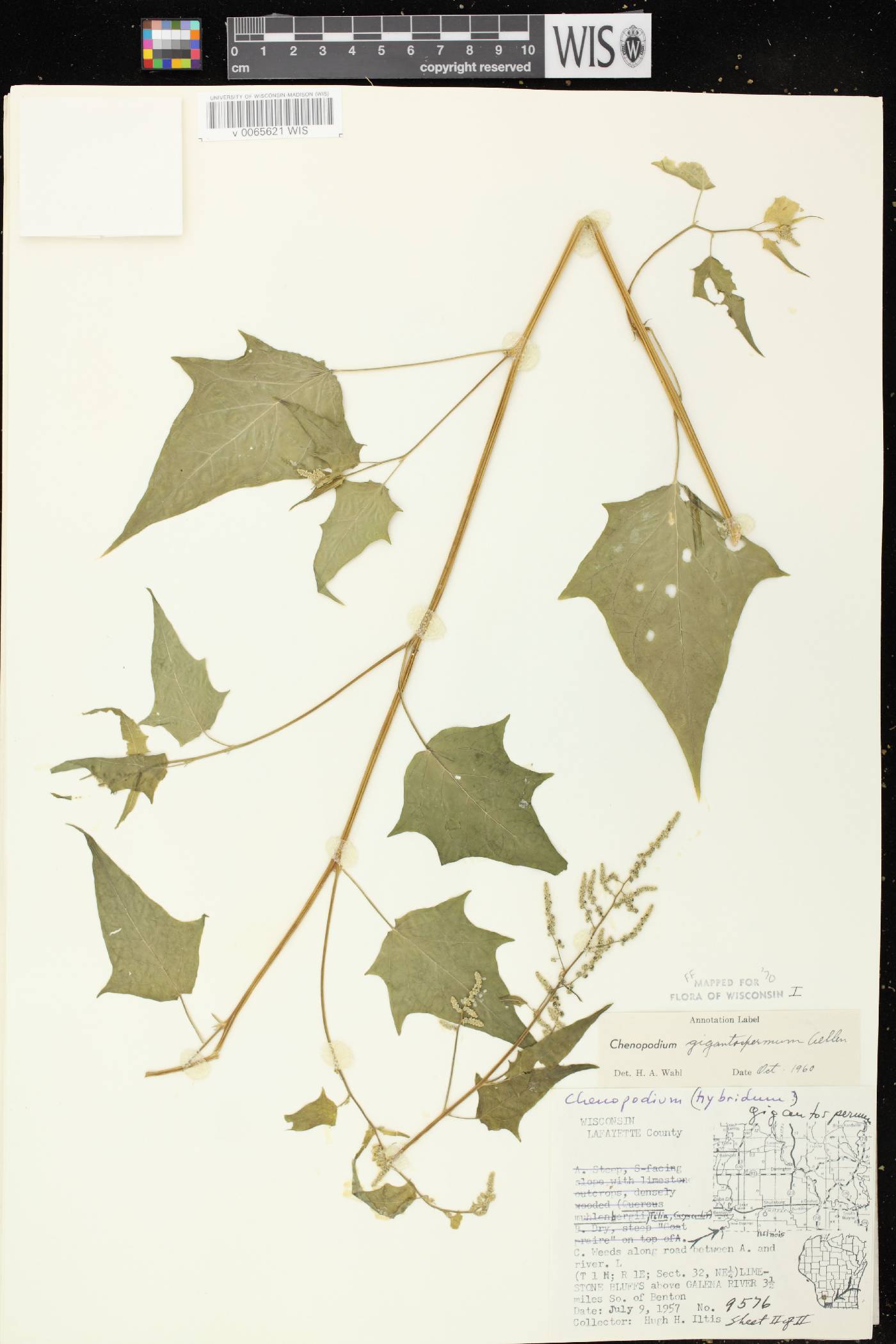 Chenopodium simplex image
