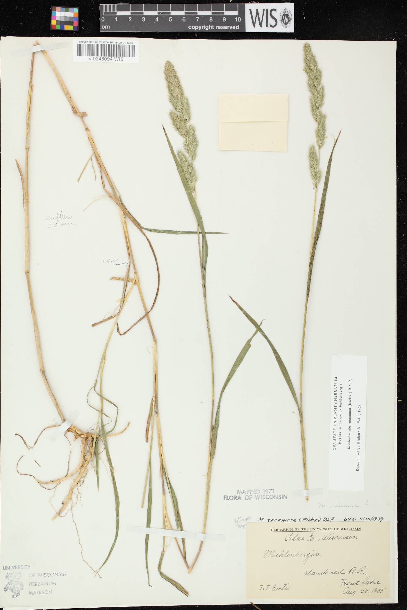 Muhlenbergia racemosa image