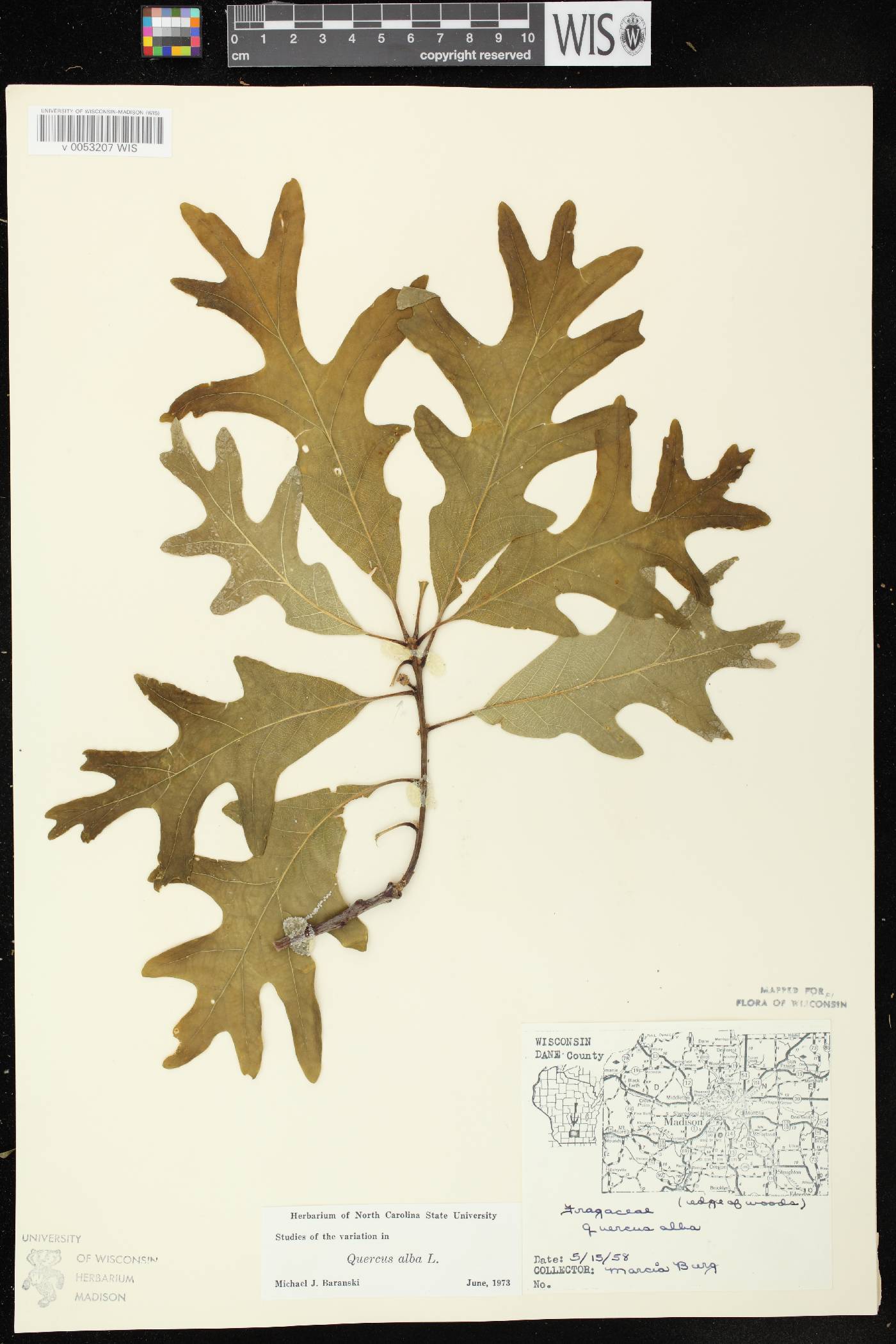 Quercus alba image