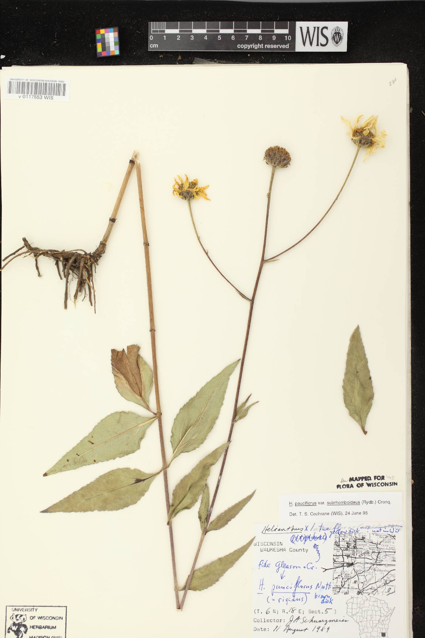 Helianthus pauciflorus subsp. subrhomboideus image