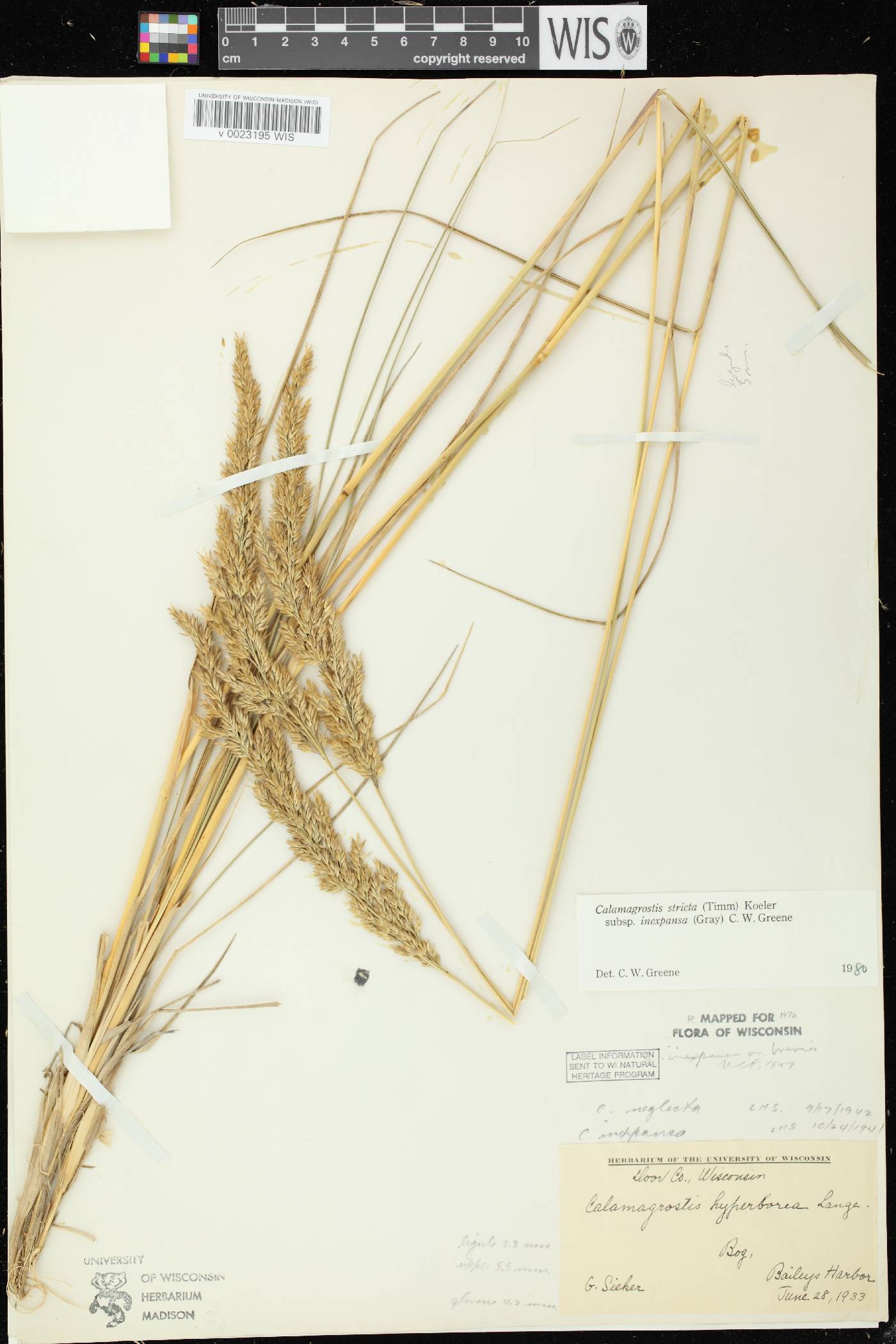 Calamagrostis stricta image