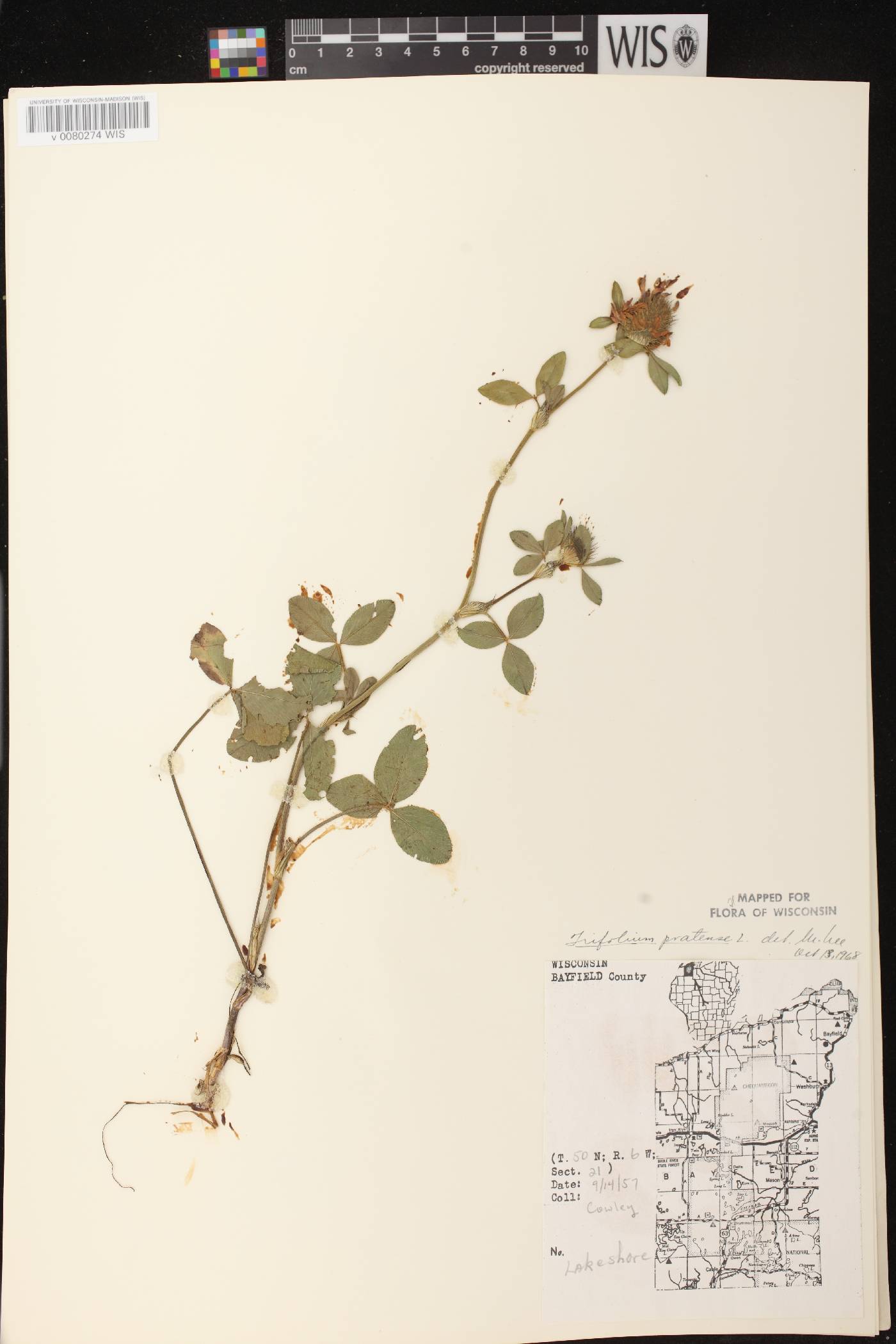 Trifolium pratense image