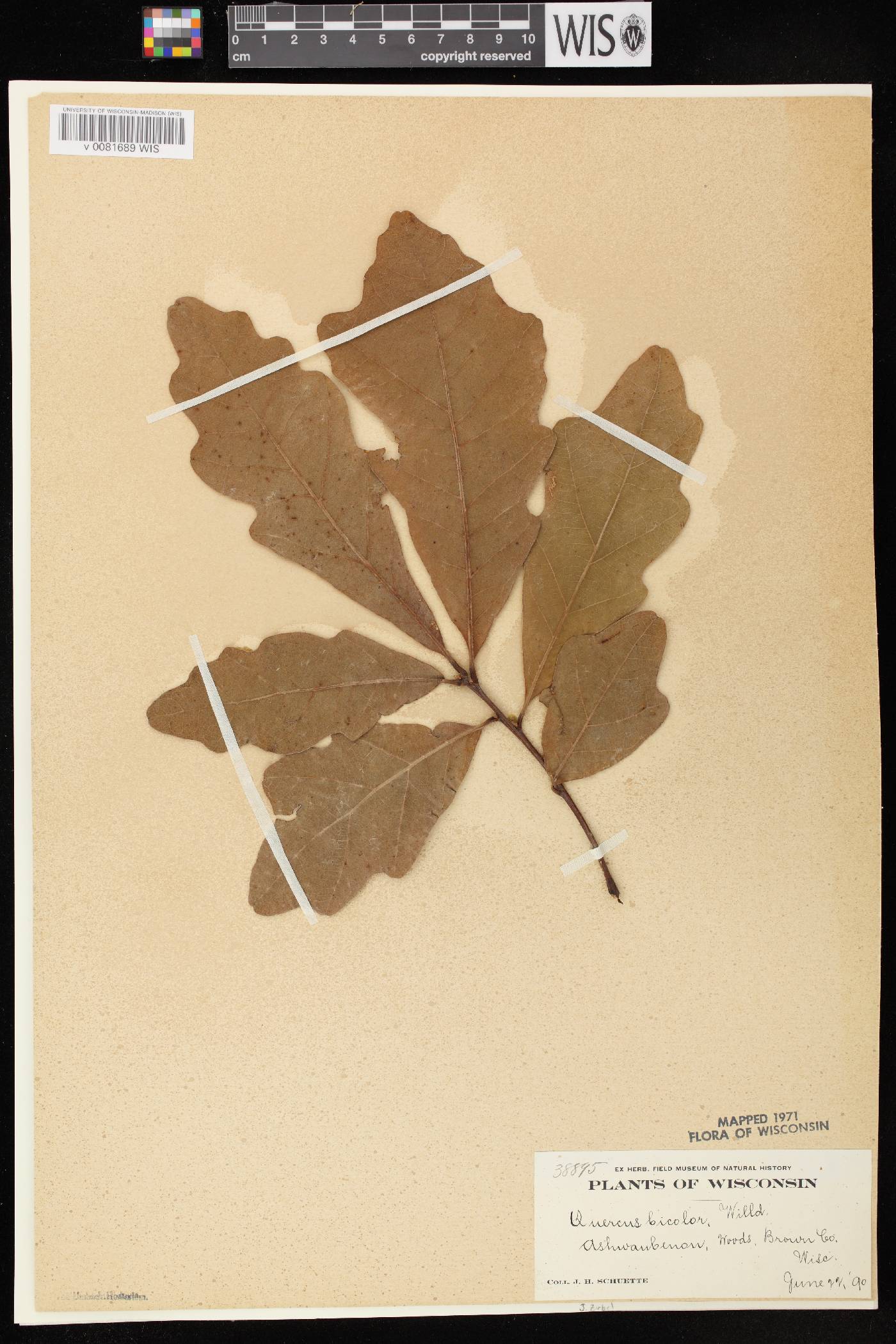 Quercus bicolor image