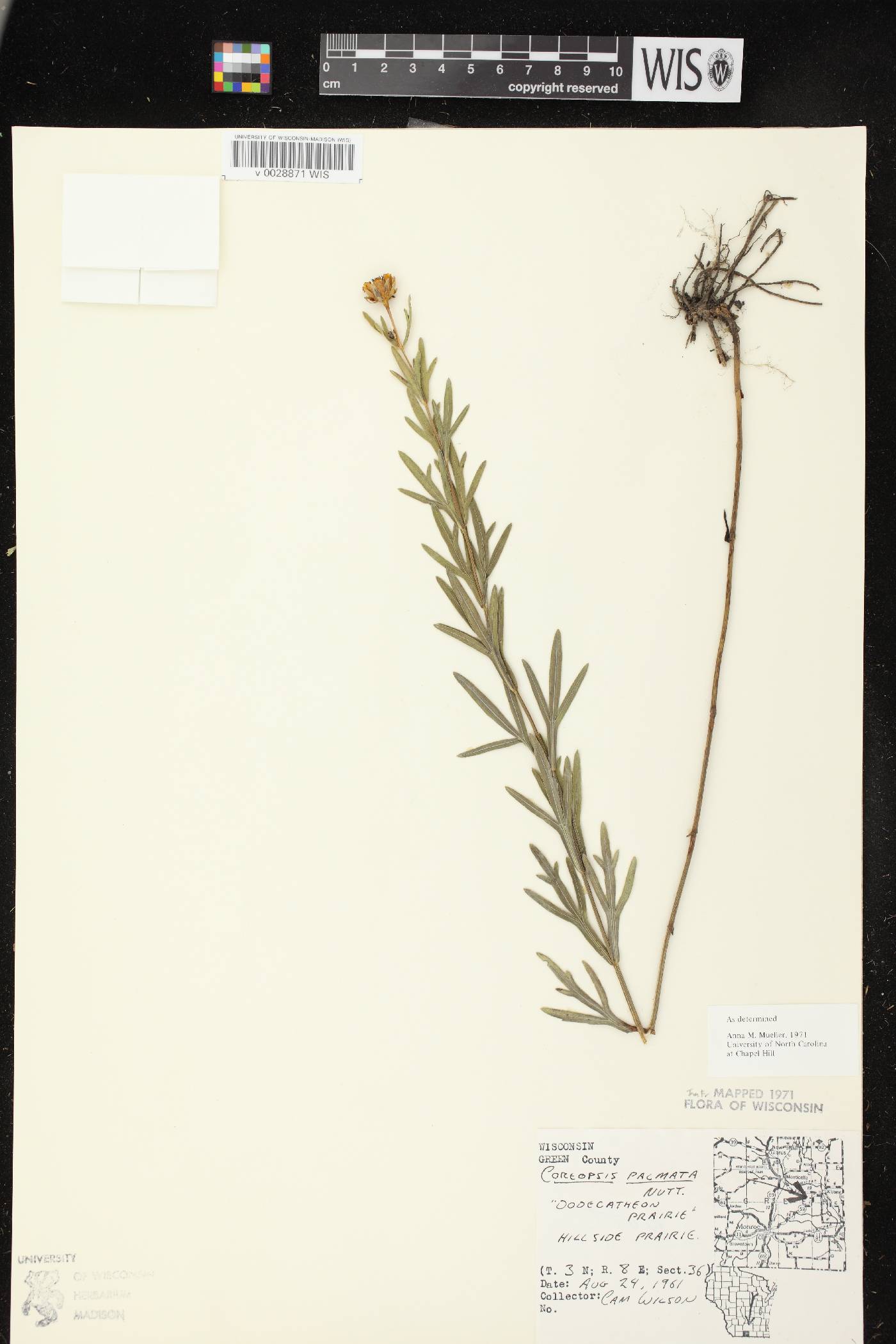 Coreopsis palmata image