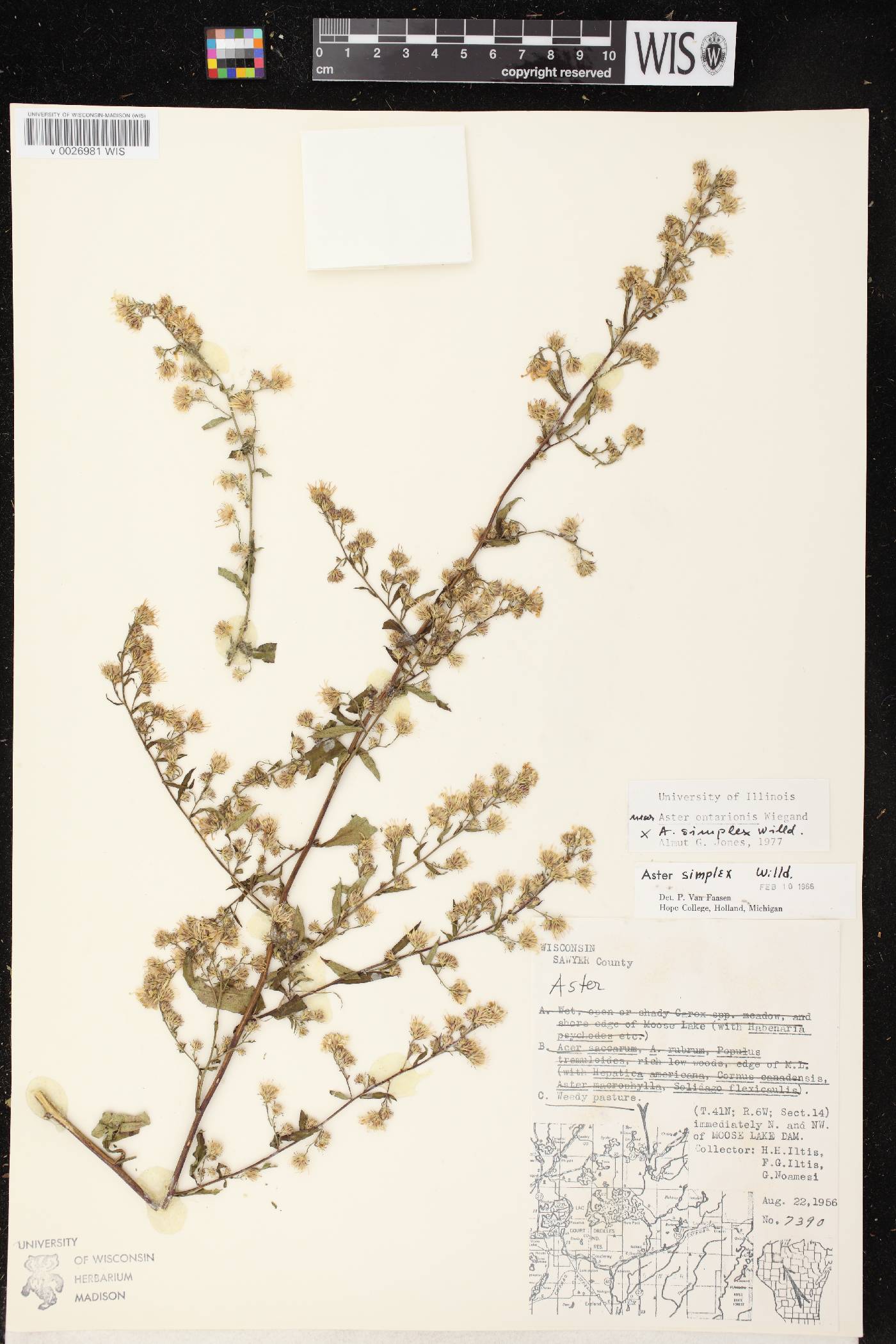 Symphyotrichum ontarionis image