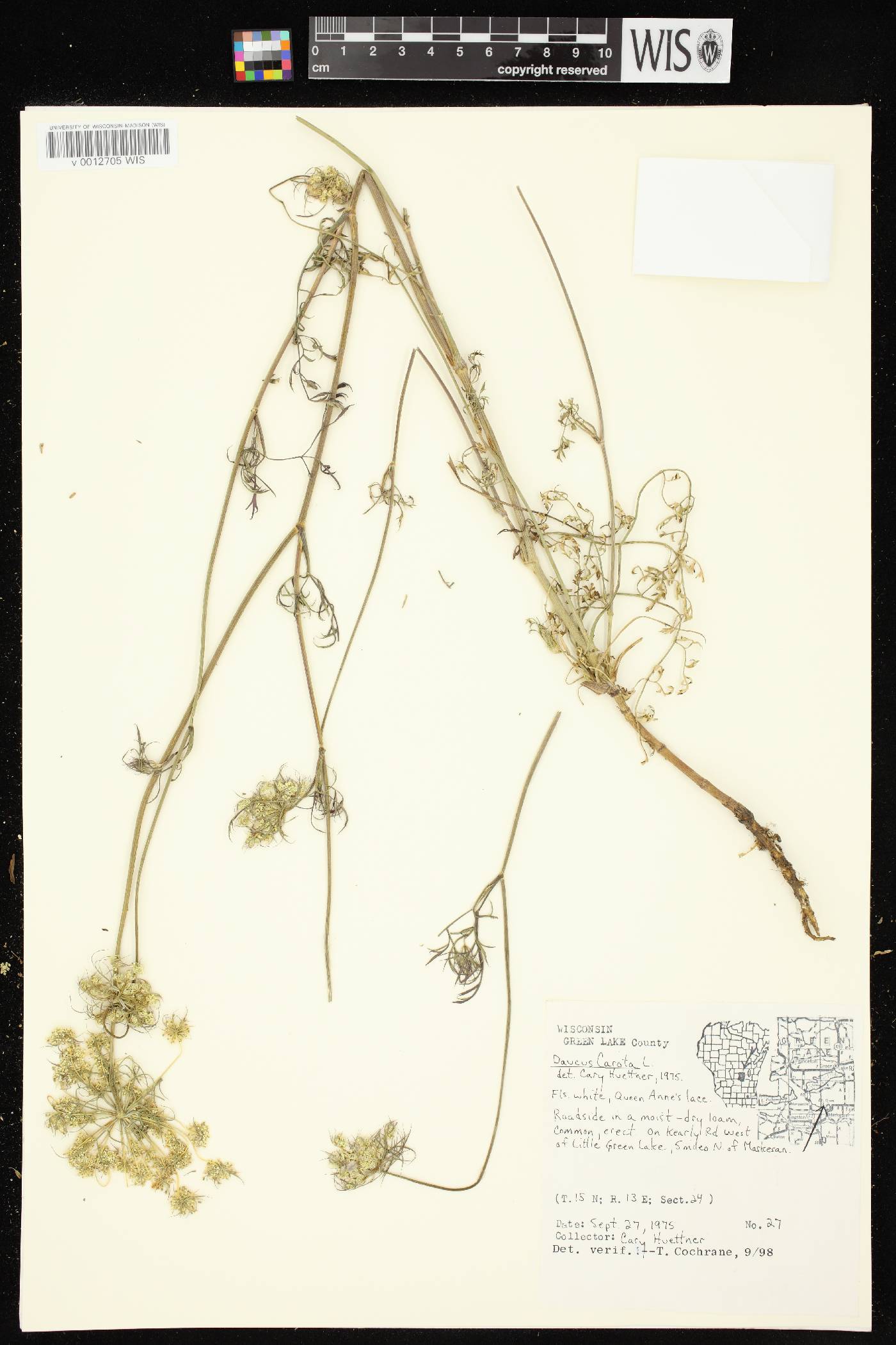 Daucus carota image