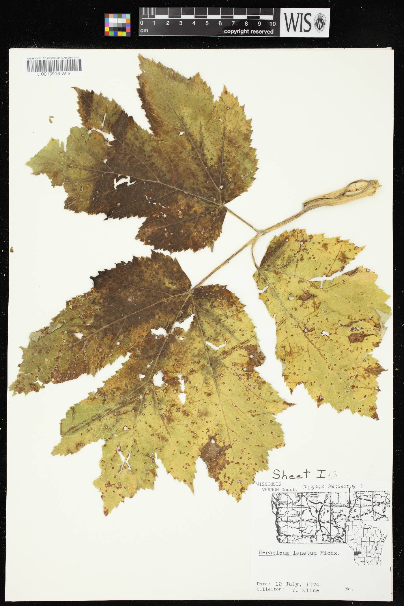 Heracleum maximum image