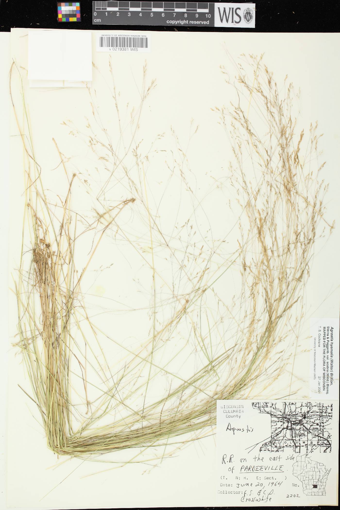 Agrostis scabra image