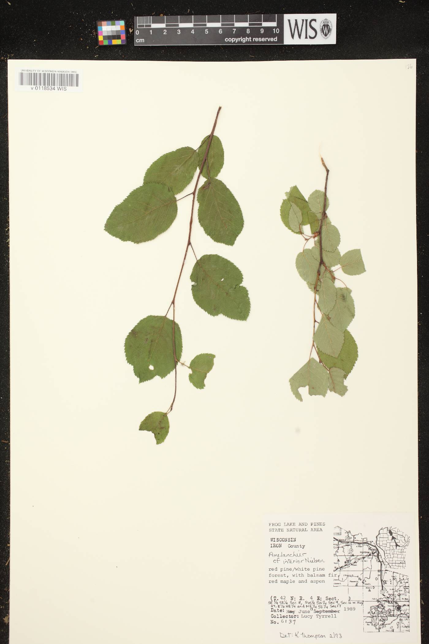 Amelanchier interior image
