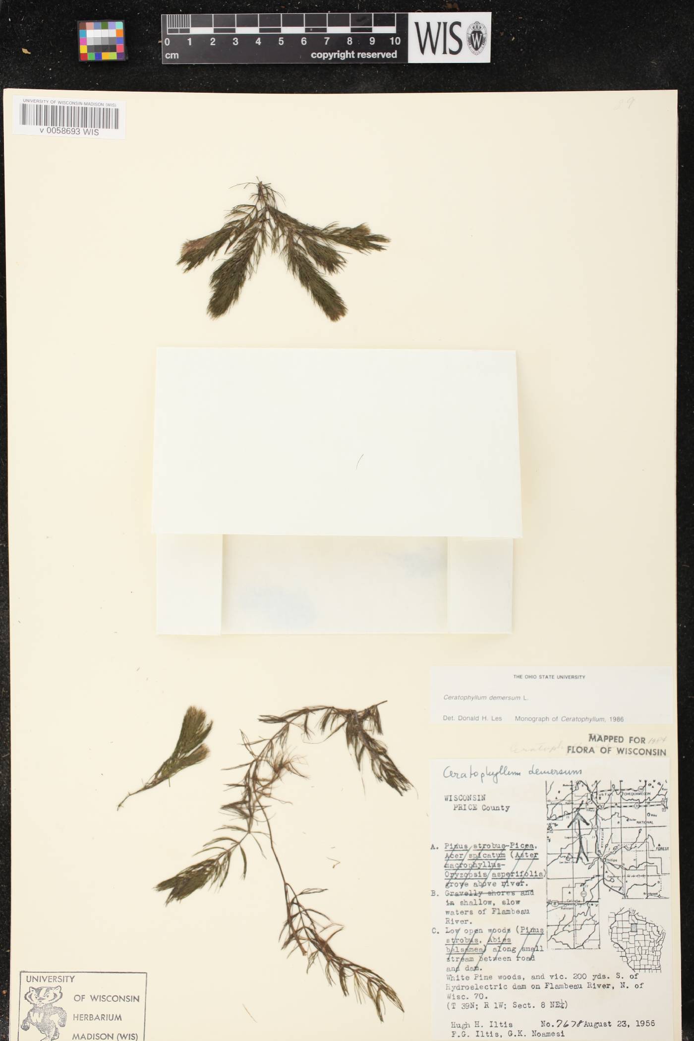 Ceratophyllum demersum image