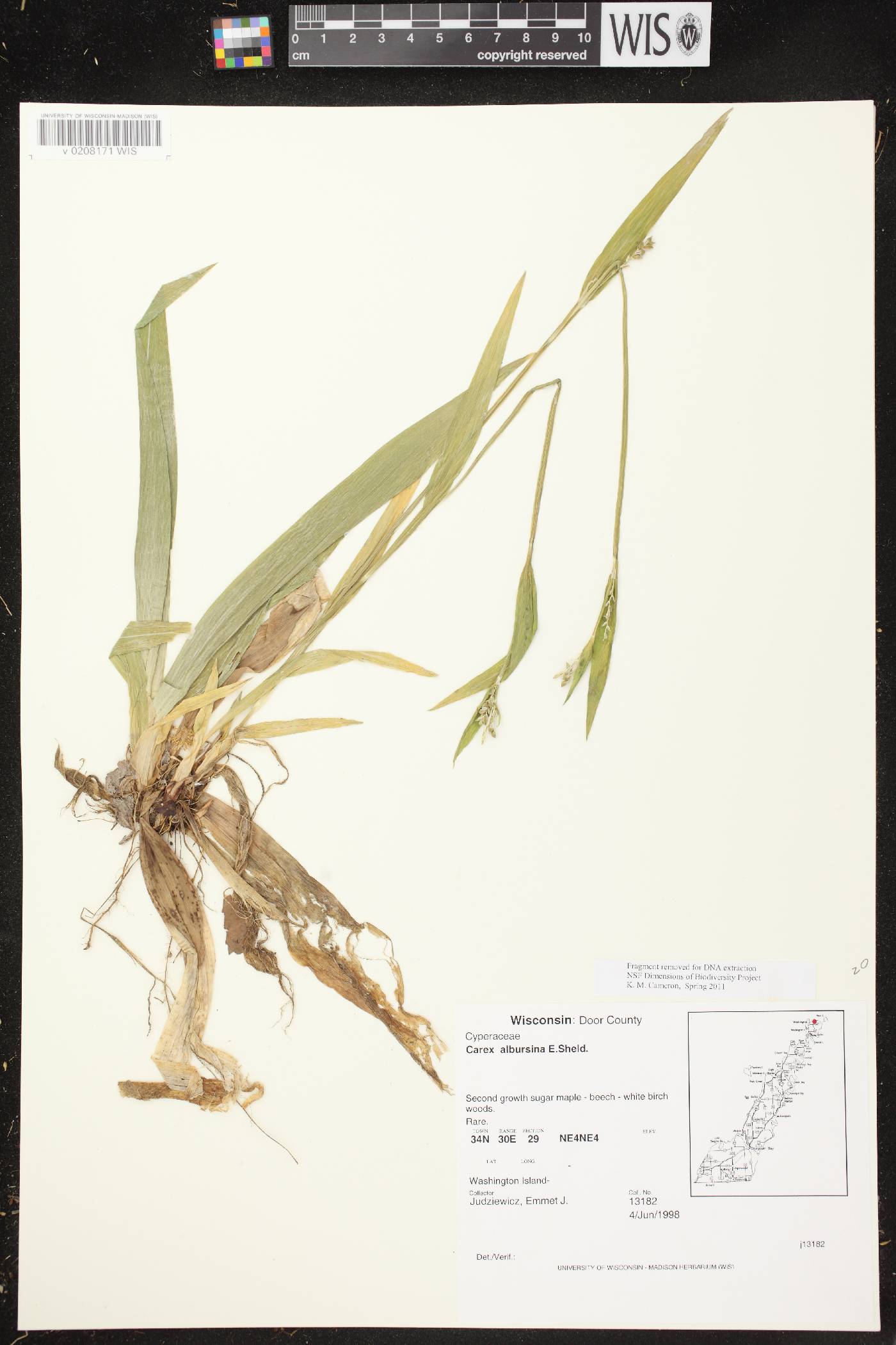 Carex albursina image