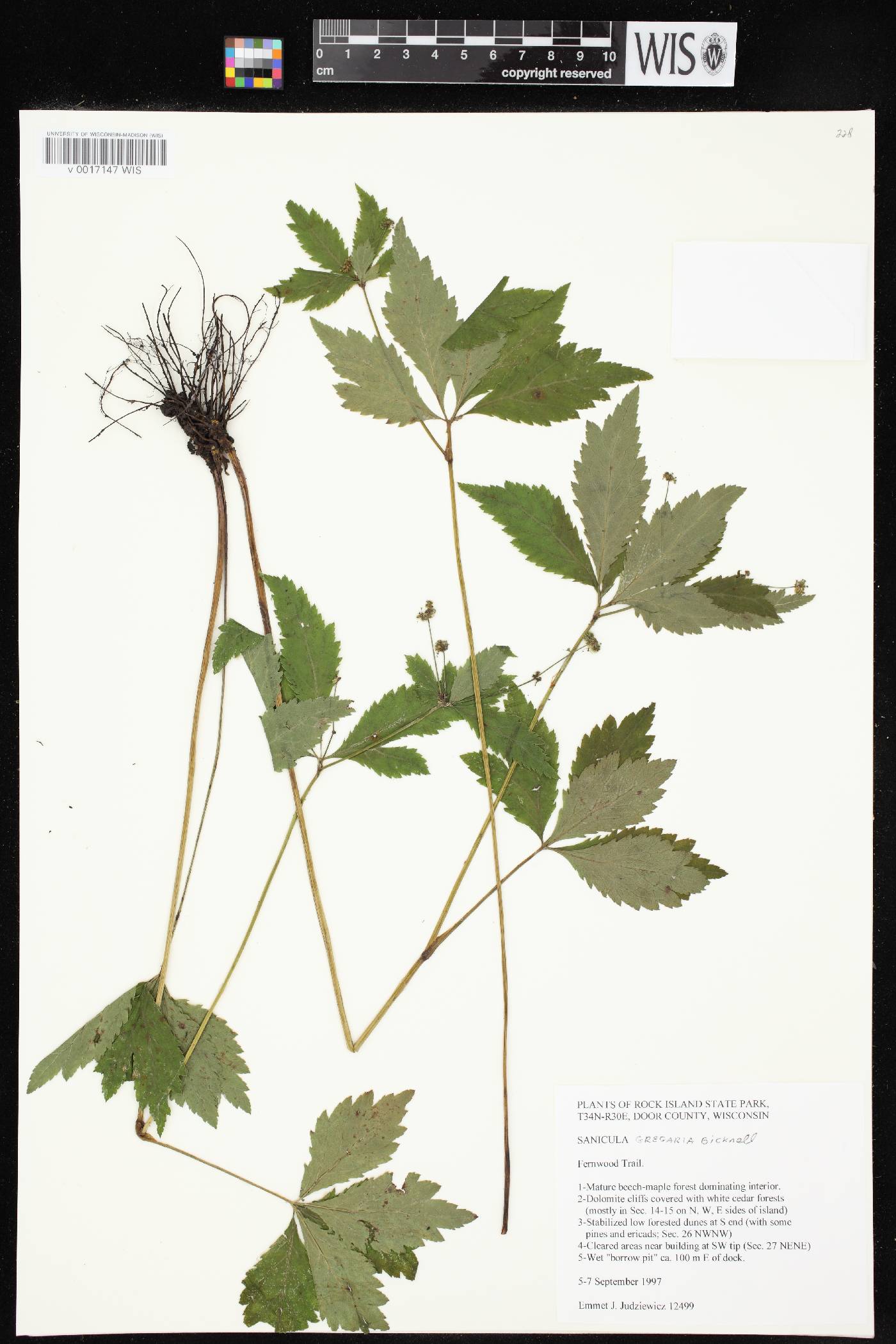 Sanicula odorata image