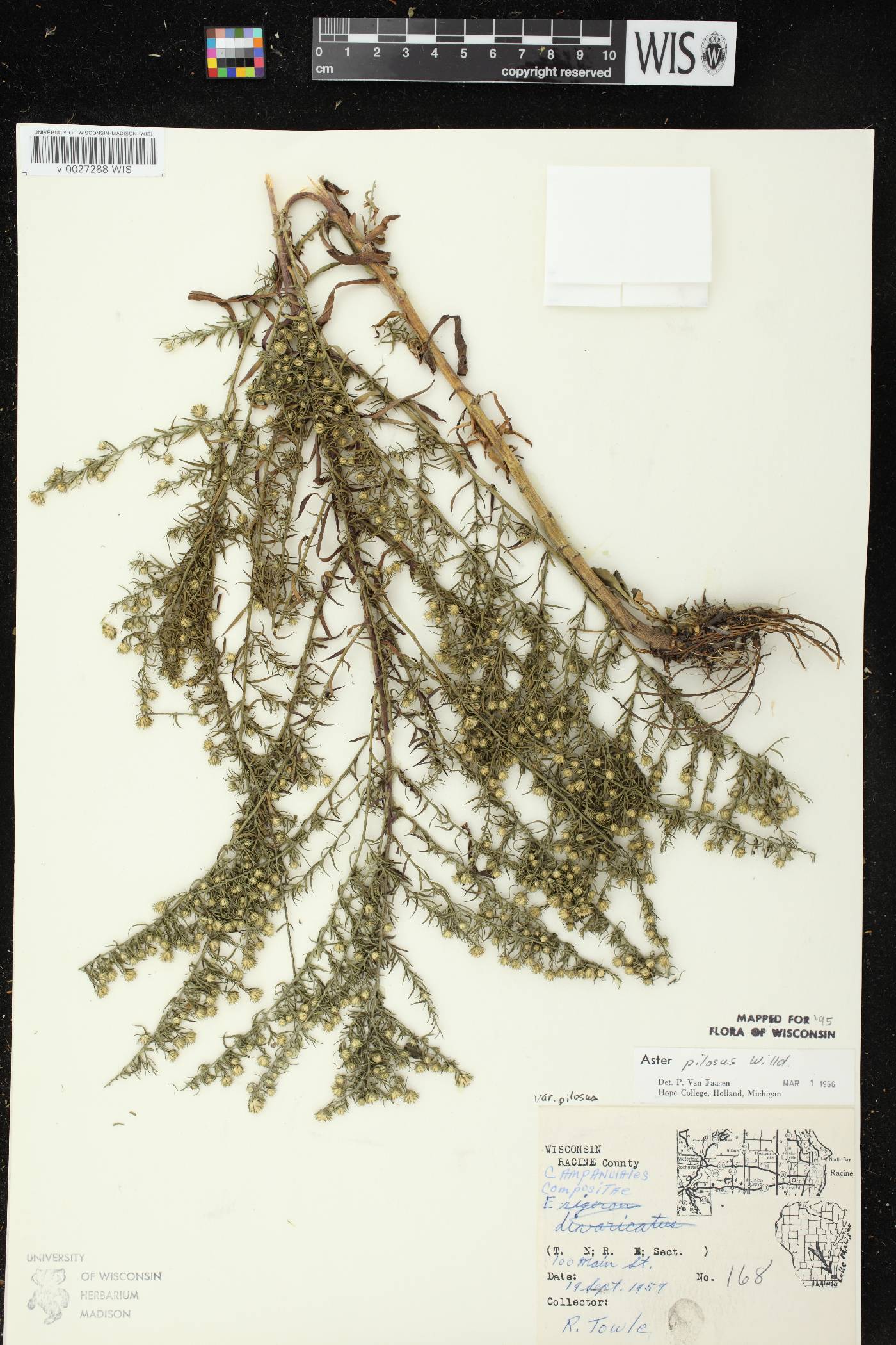Symphyotrichum pilosum image