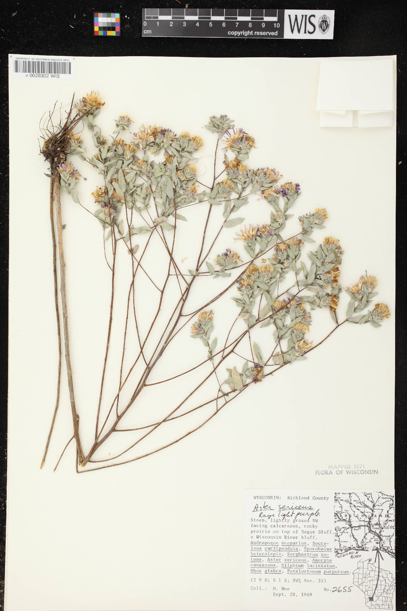 Symphyotrichum sericeum image