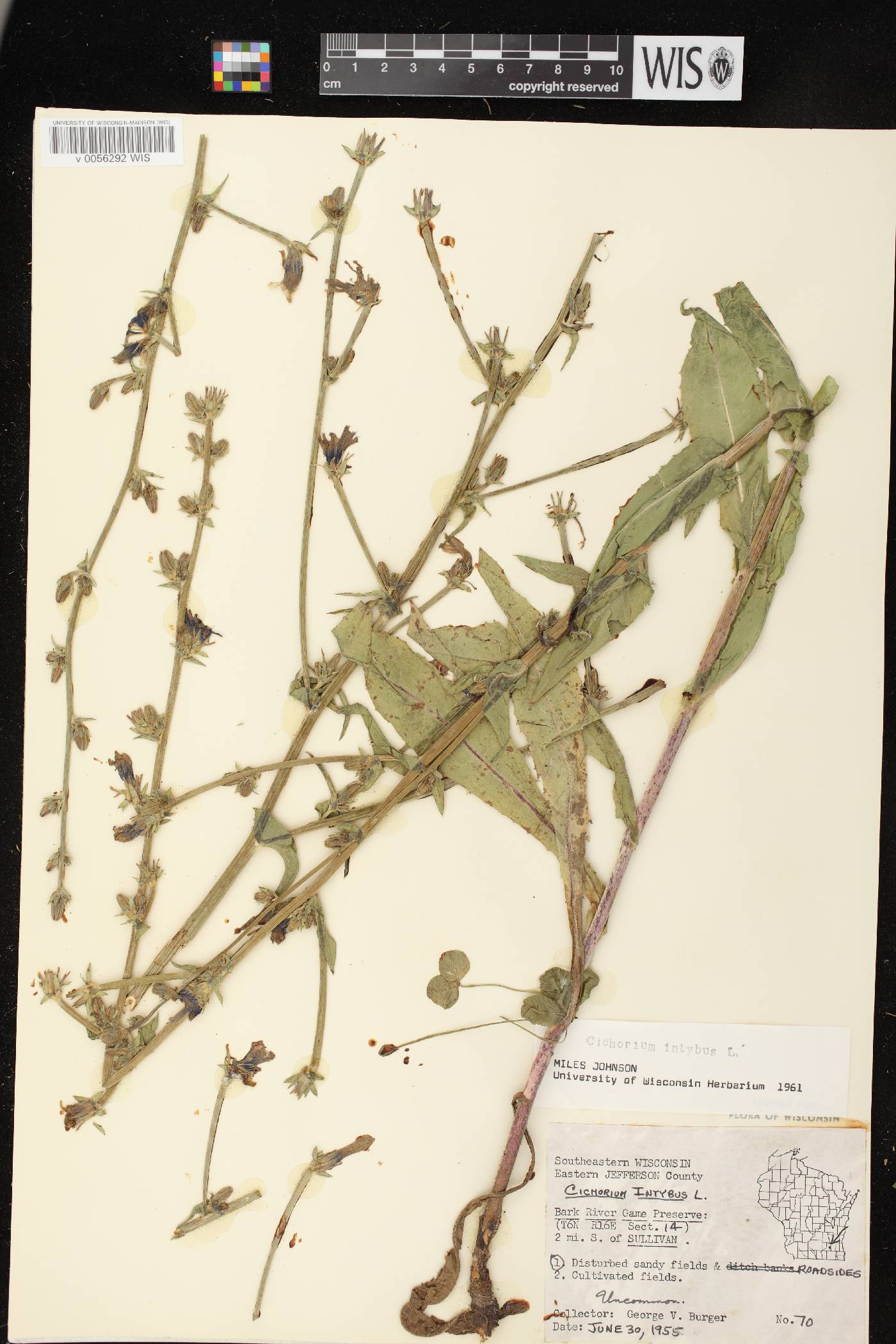Cichorium intybus image