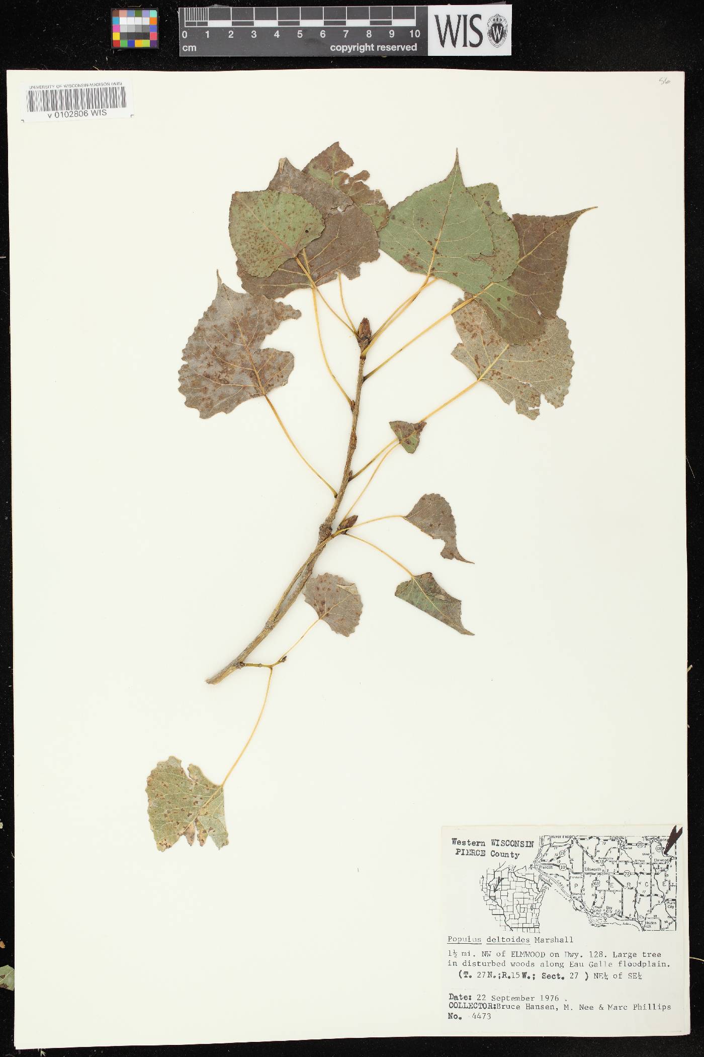 Populus deltoides image