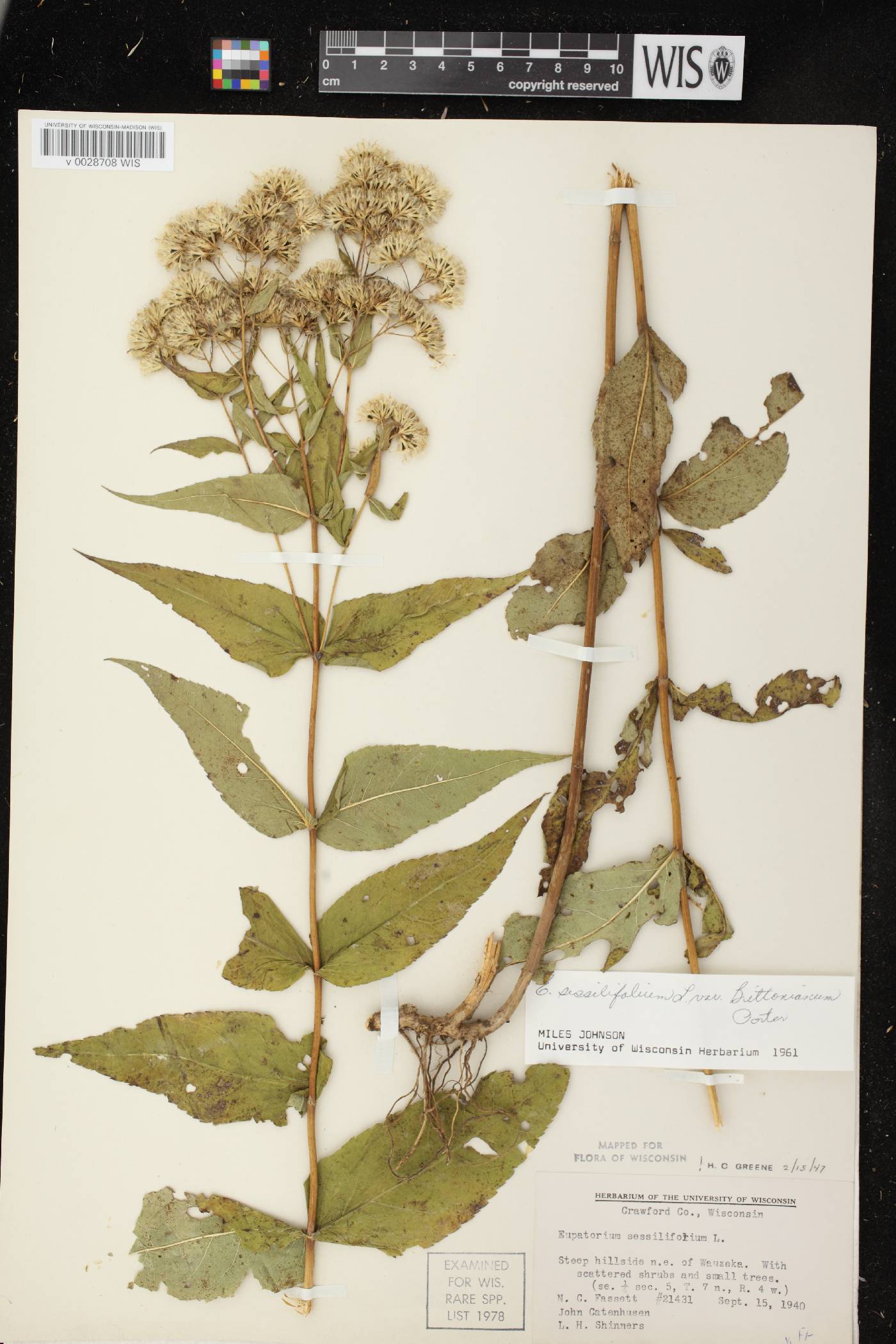 Eupatorium sessilifolium image