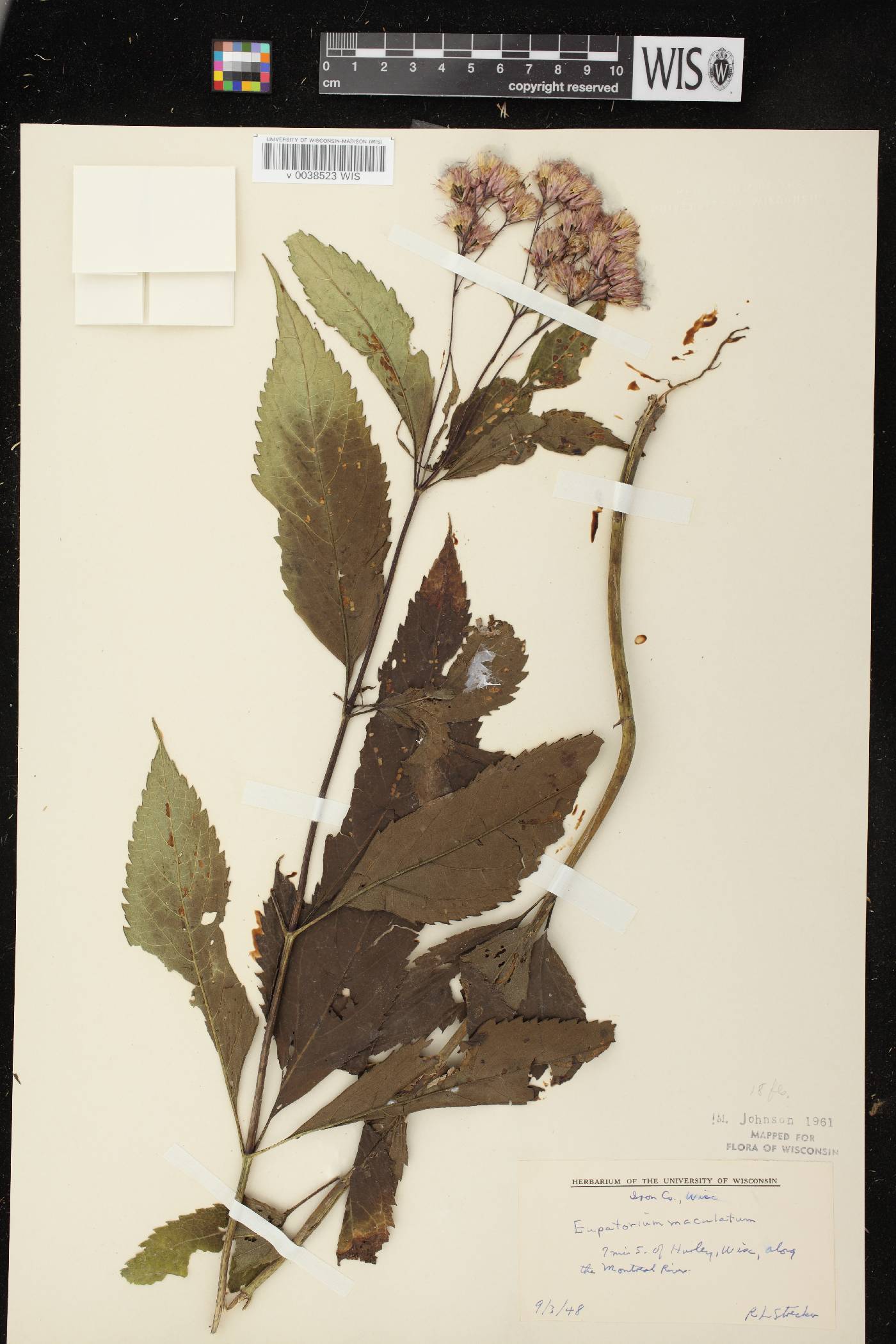Eutrochium maculatum image