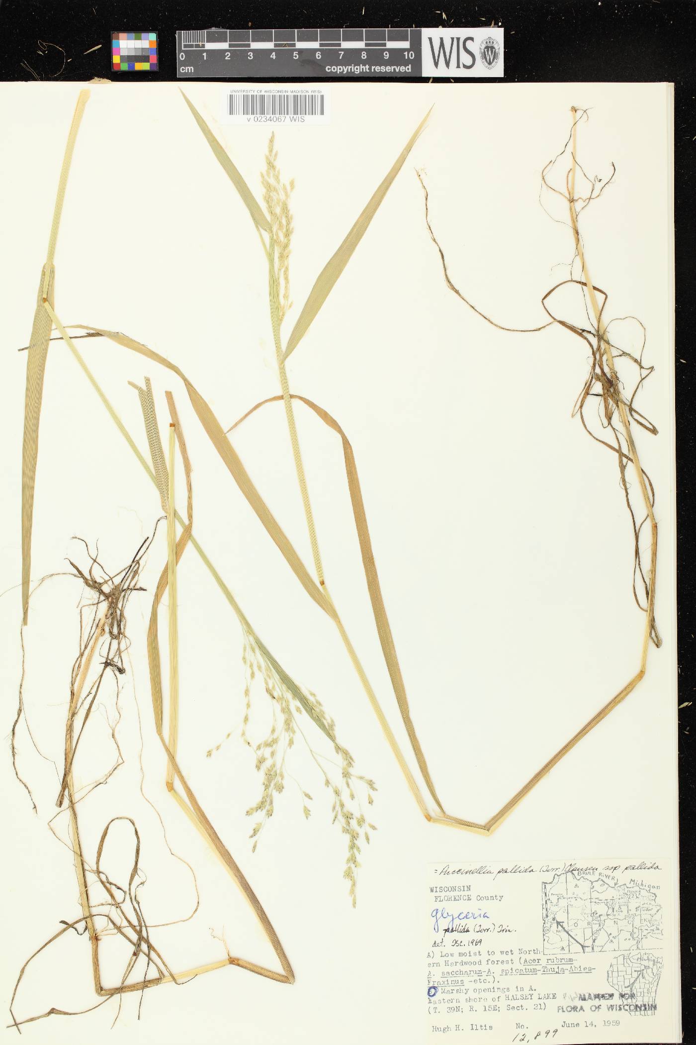 Torreyochloa pallida image