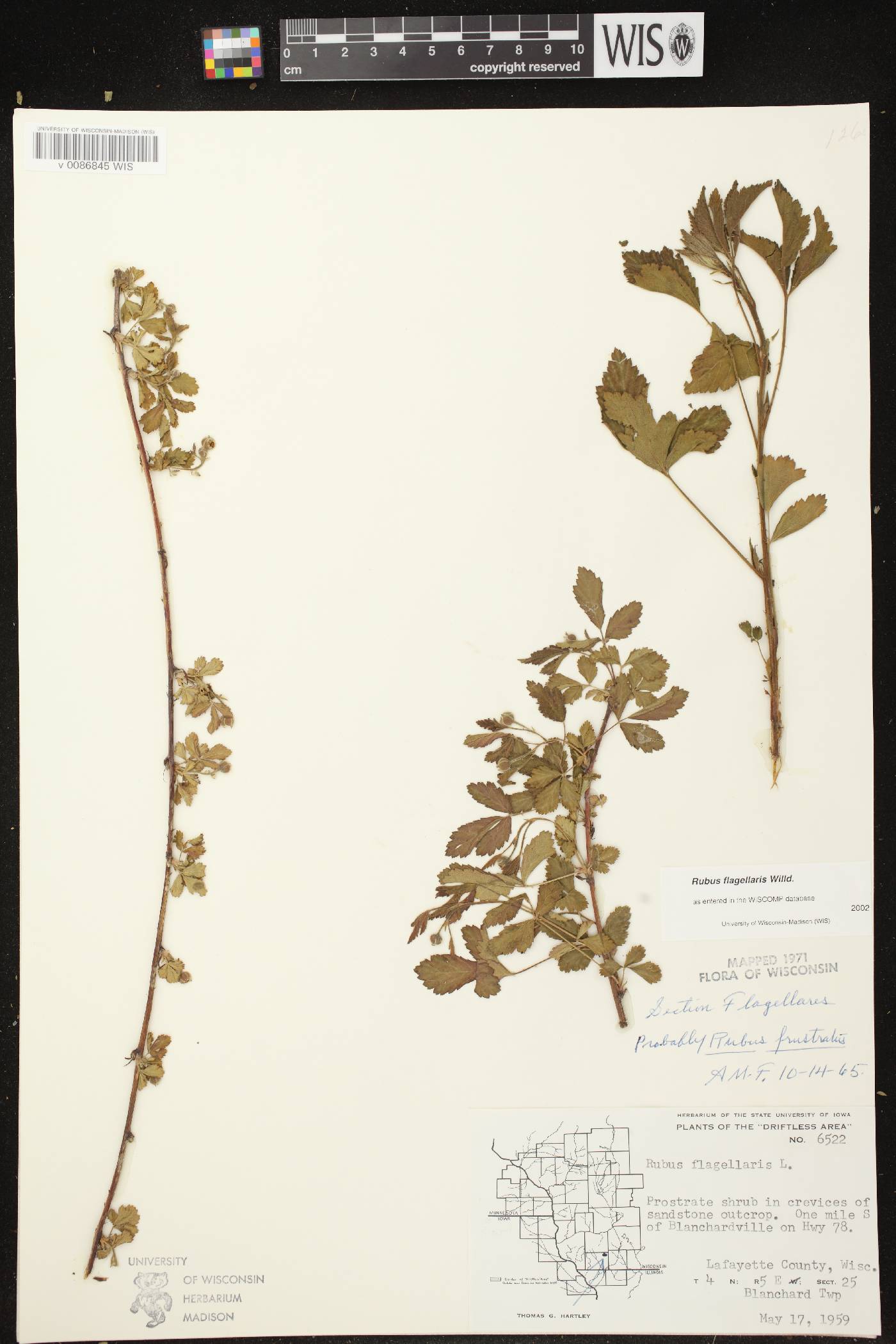 Rubus flagellaris image