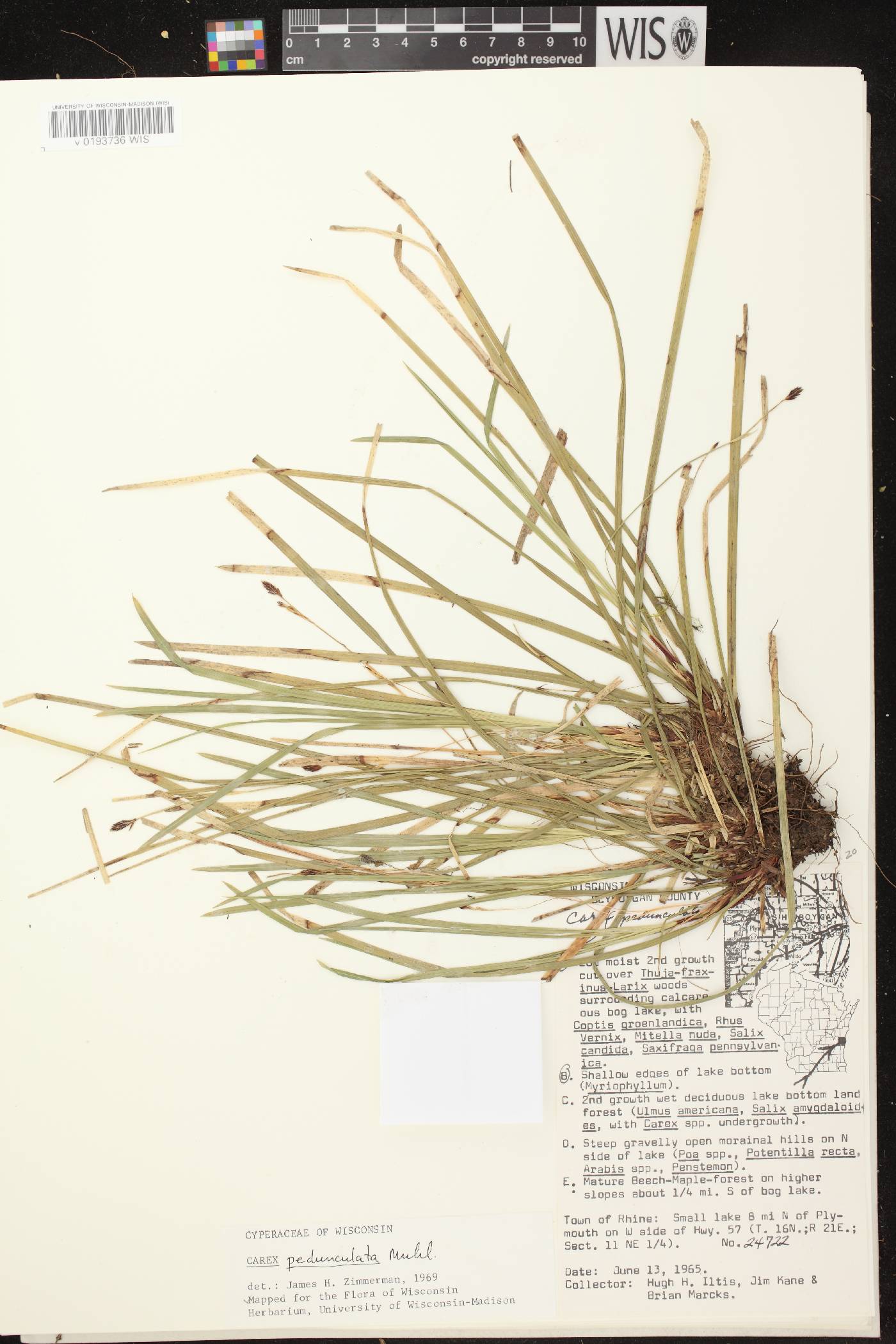 Carex pedunculata image