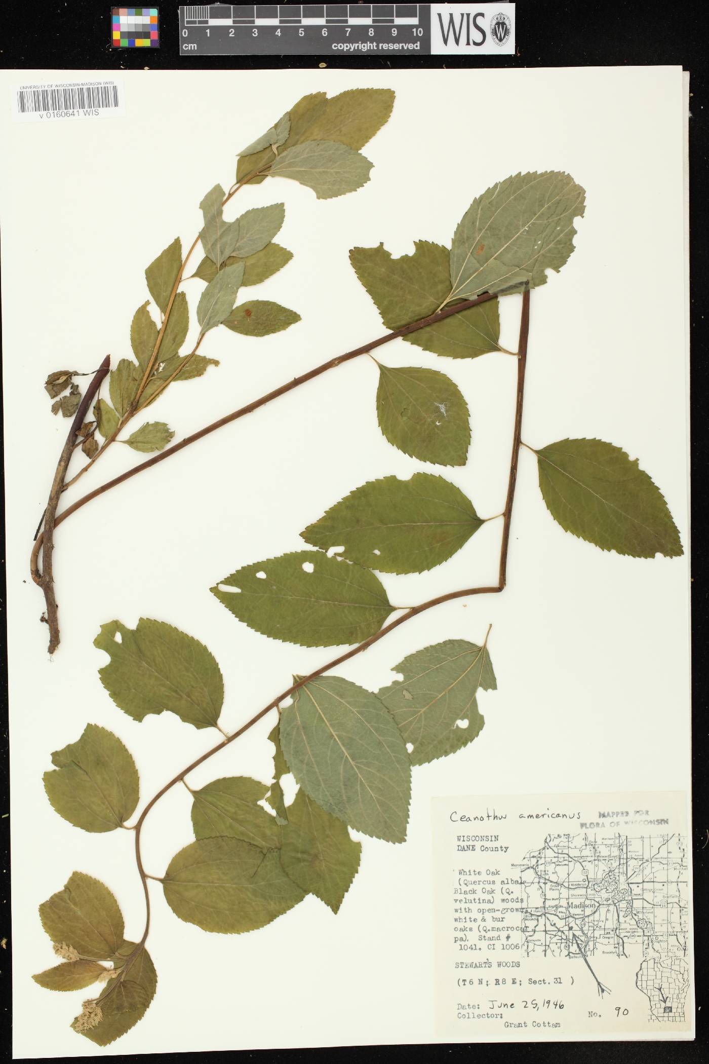 Ceanothus americanus image