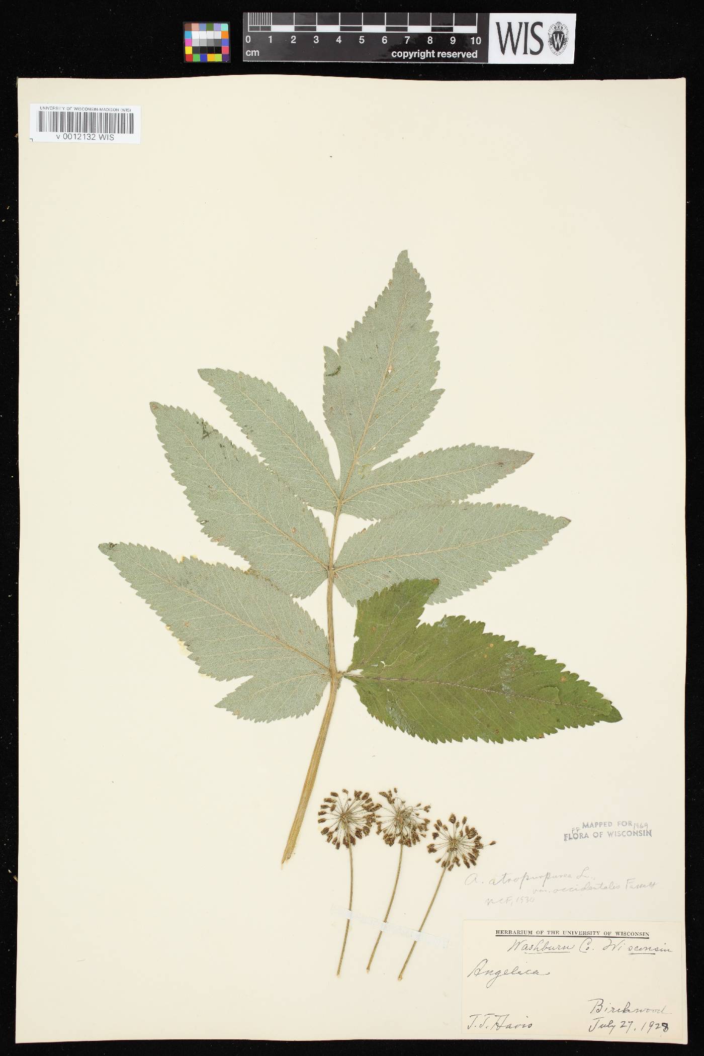 Angelica atropurpurea var. occidentalis image