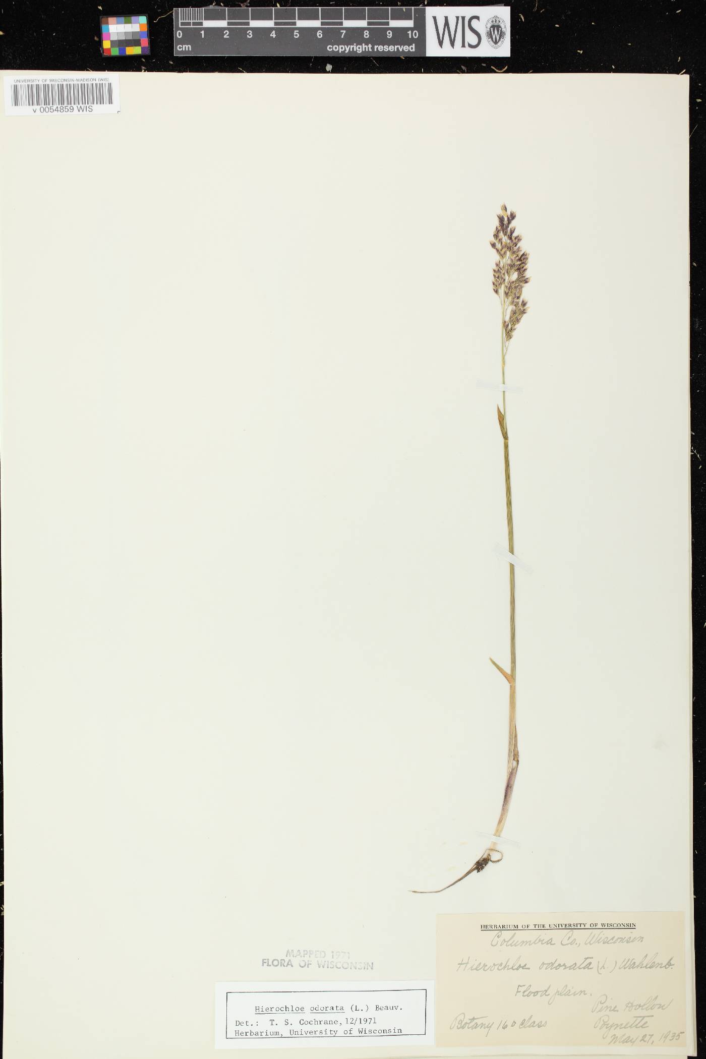 Anthoxanthum hirtum subsp. arcticum image