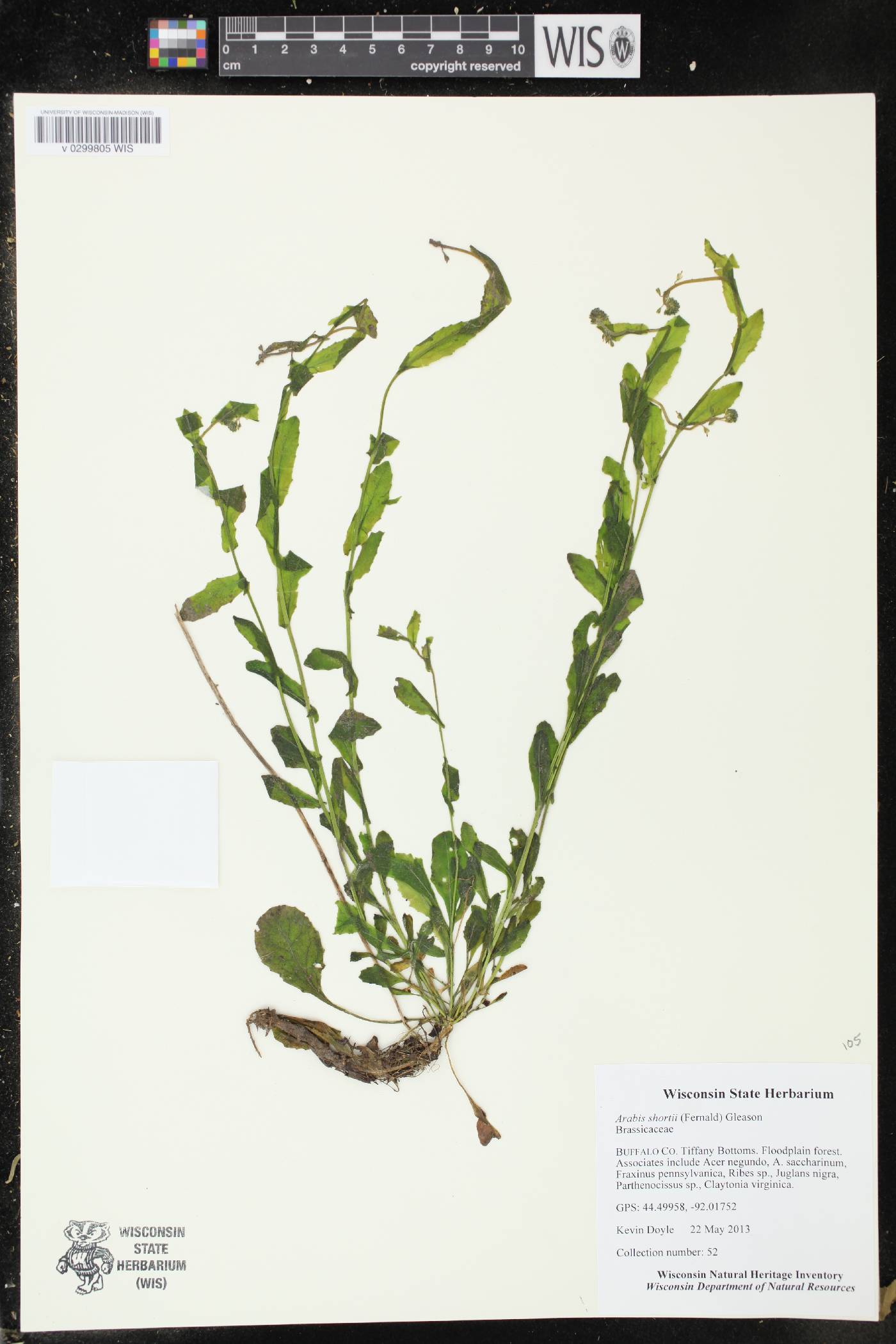 Boechera dentata image